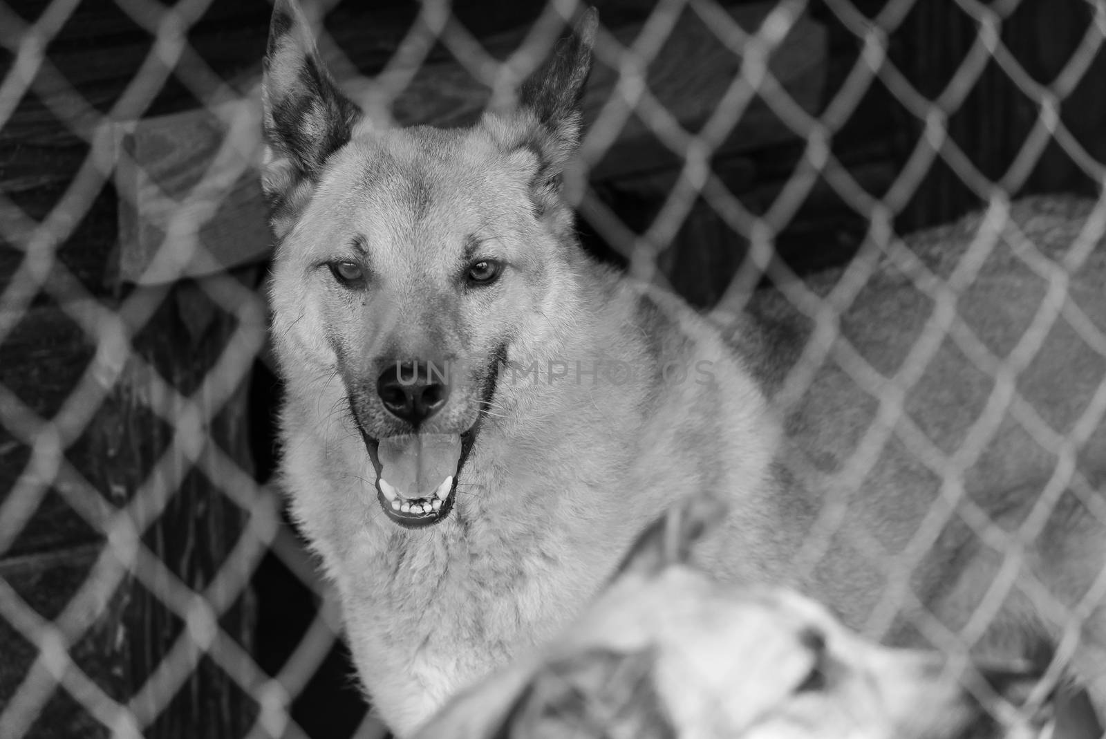 Black and white photo of homeless dog in a shelter for dogs.