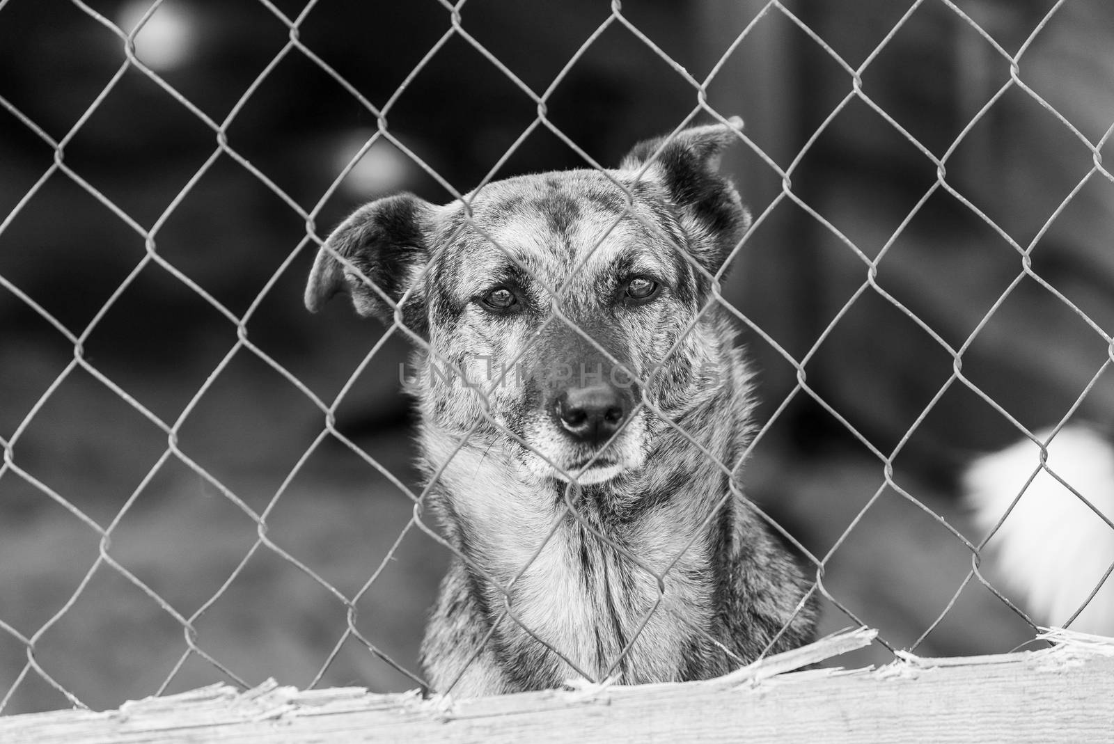 Black and white photo of homeless dog in a shelter for dogs.