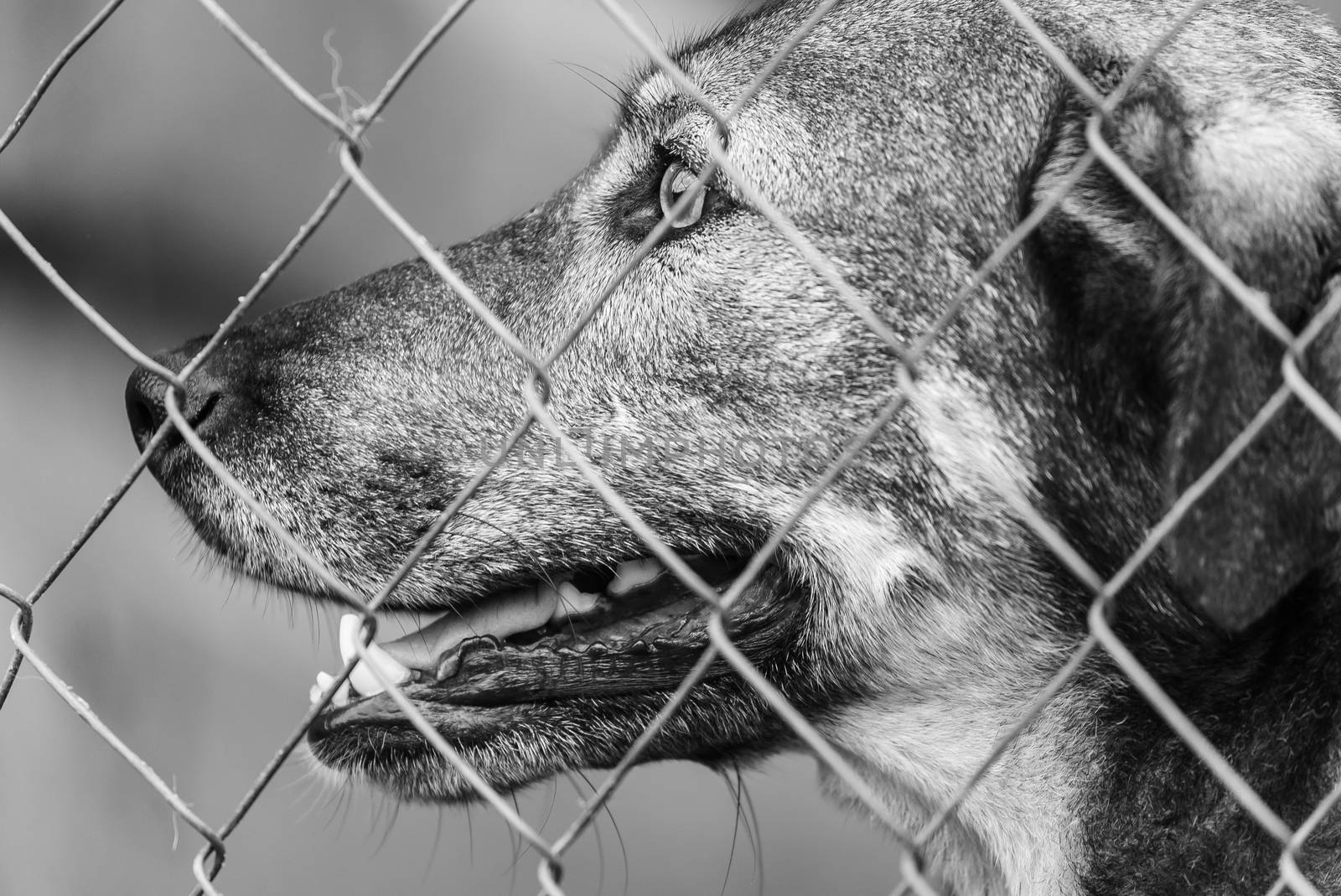 Black and white photo of homeless dog in a shelter for dogs.