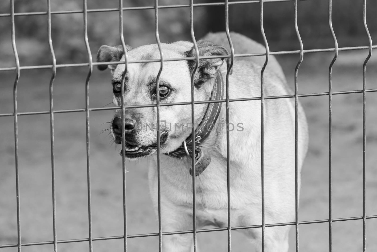 Black and white photo of homeless dog in a shelter for dogs.