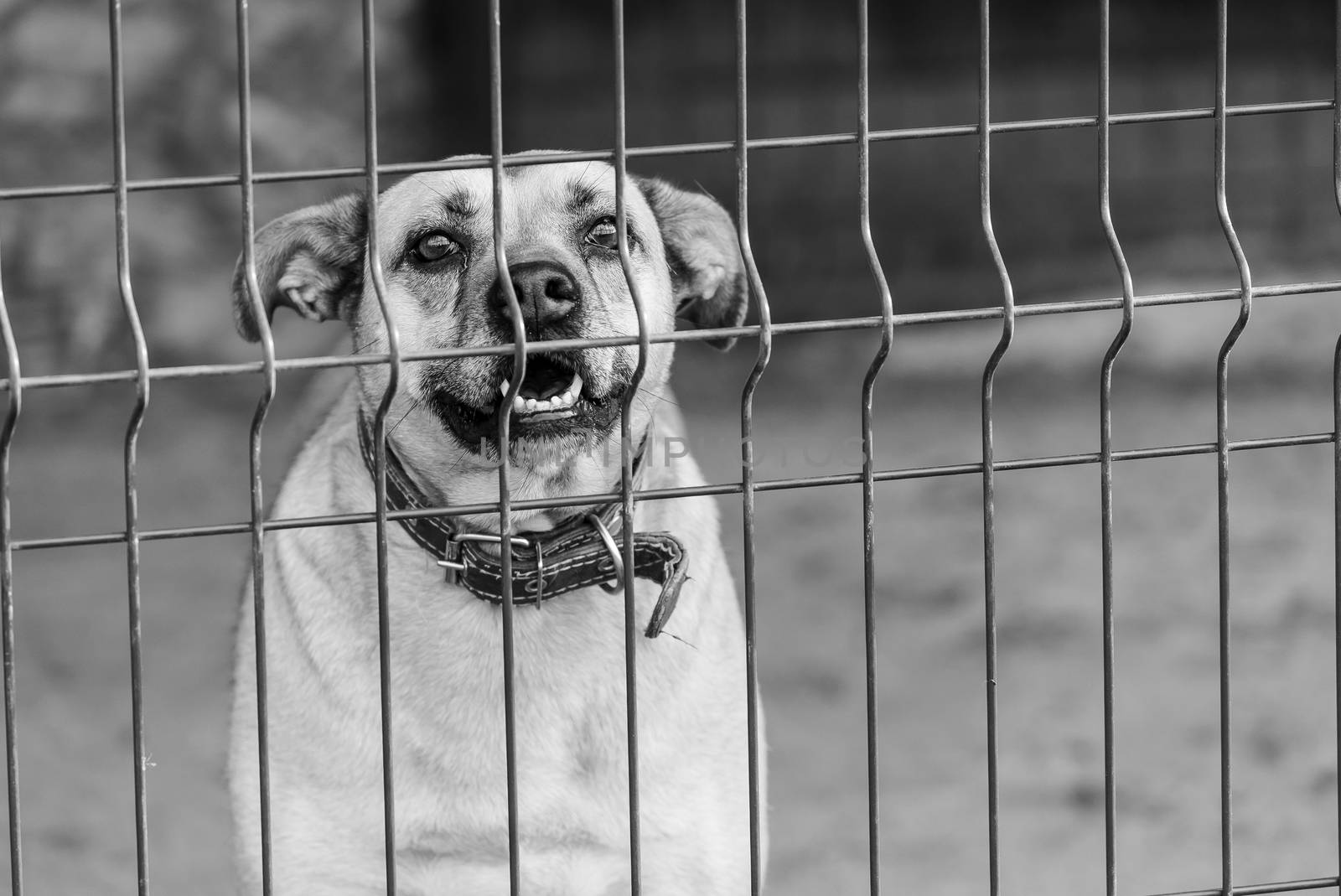 Black and white photo of homeless dog in a shelter for dogs.