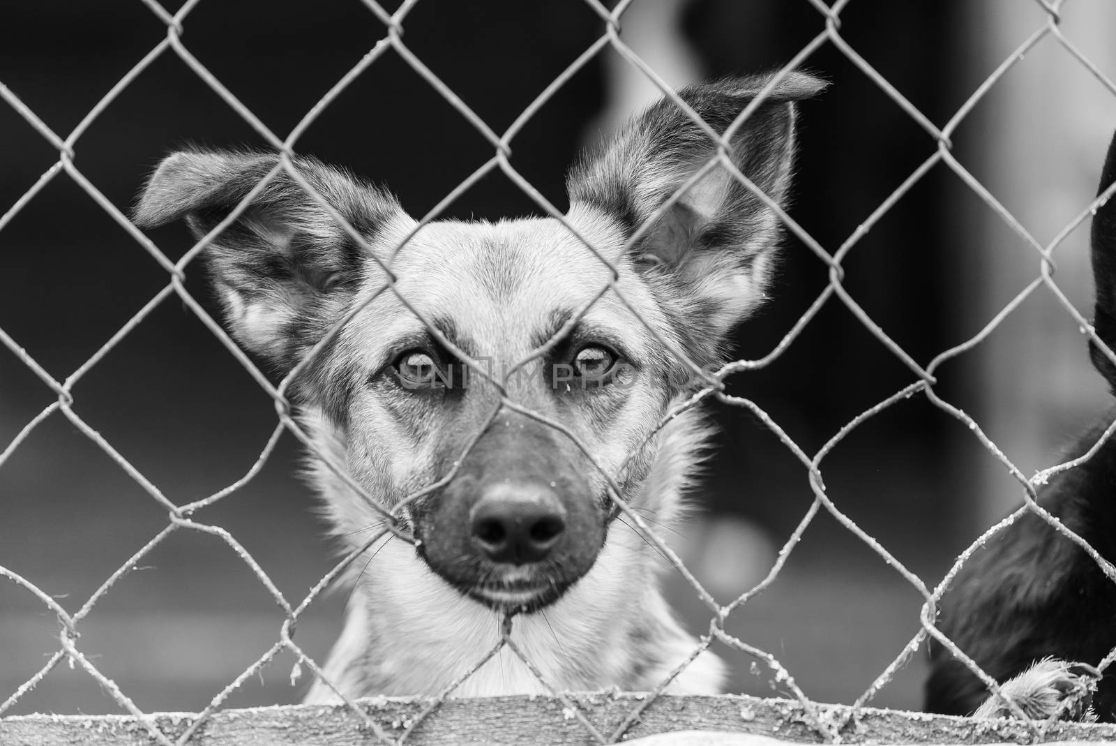 Black and white photo of homeless dog in a shelter for dogs.