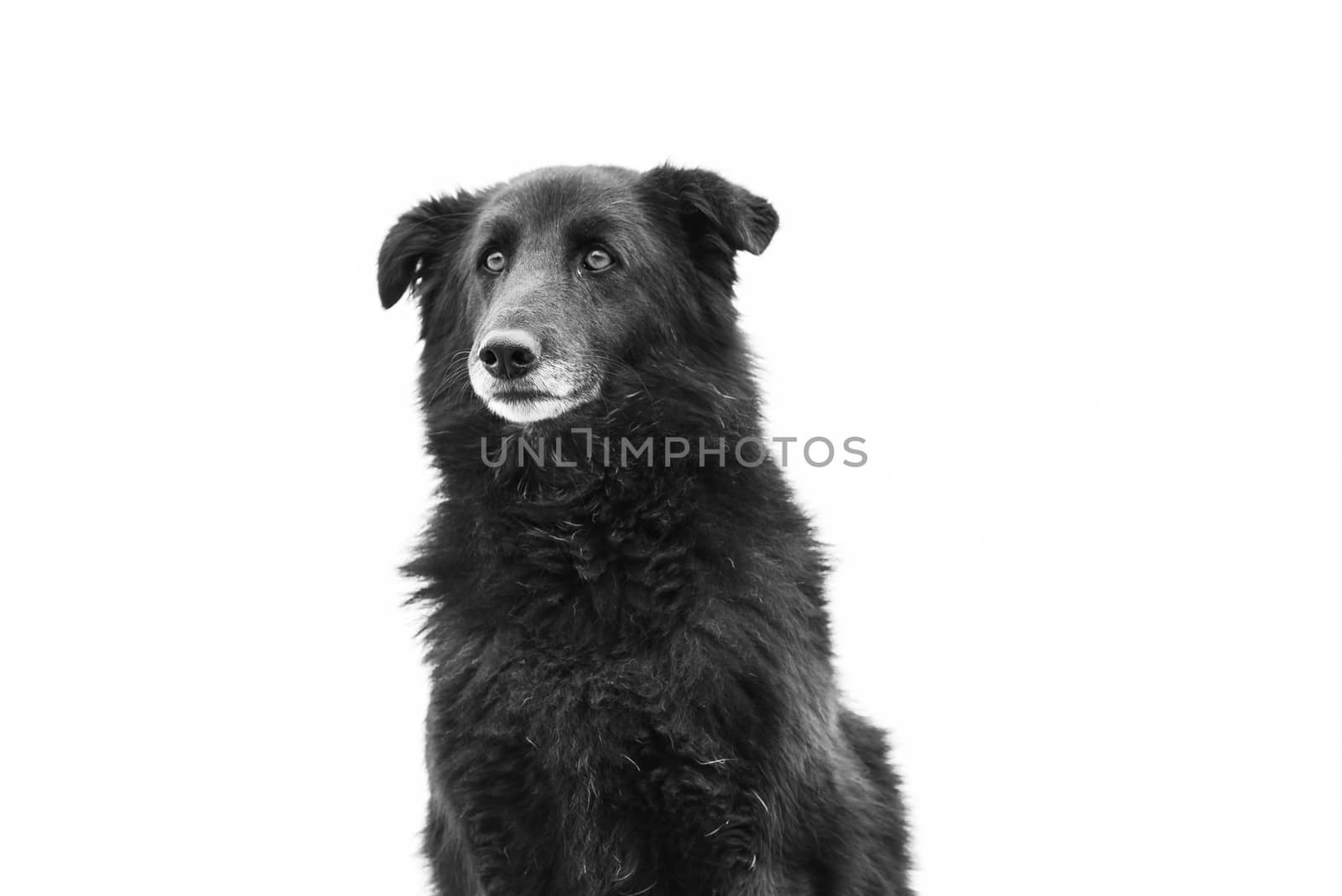 Black and white photo of homeless dog in a shelter for dogs.