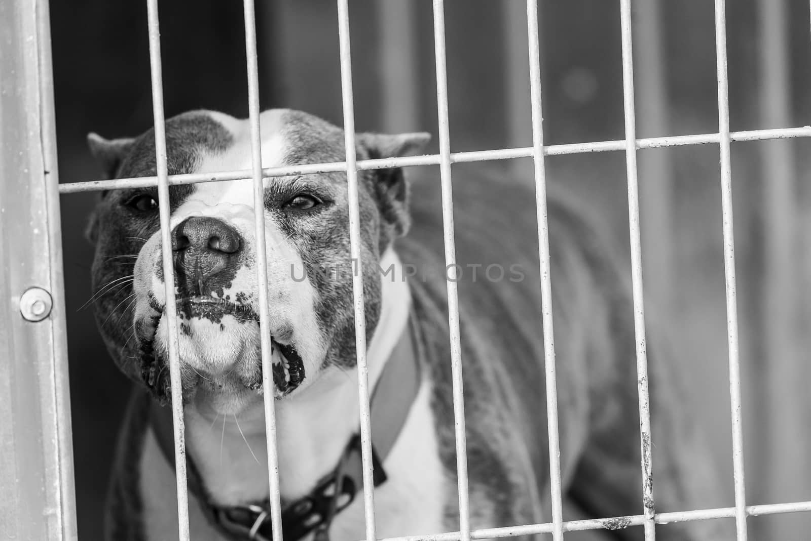 Black and white photo of homeless dog in a shelter for dogs.