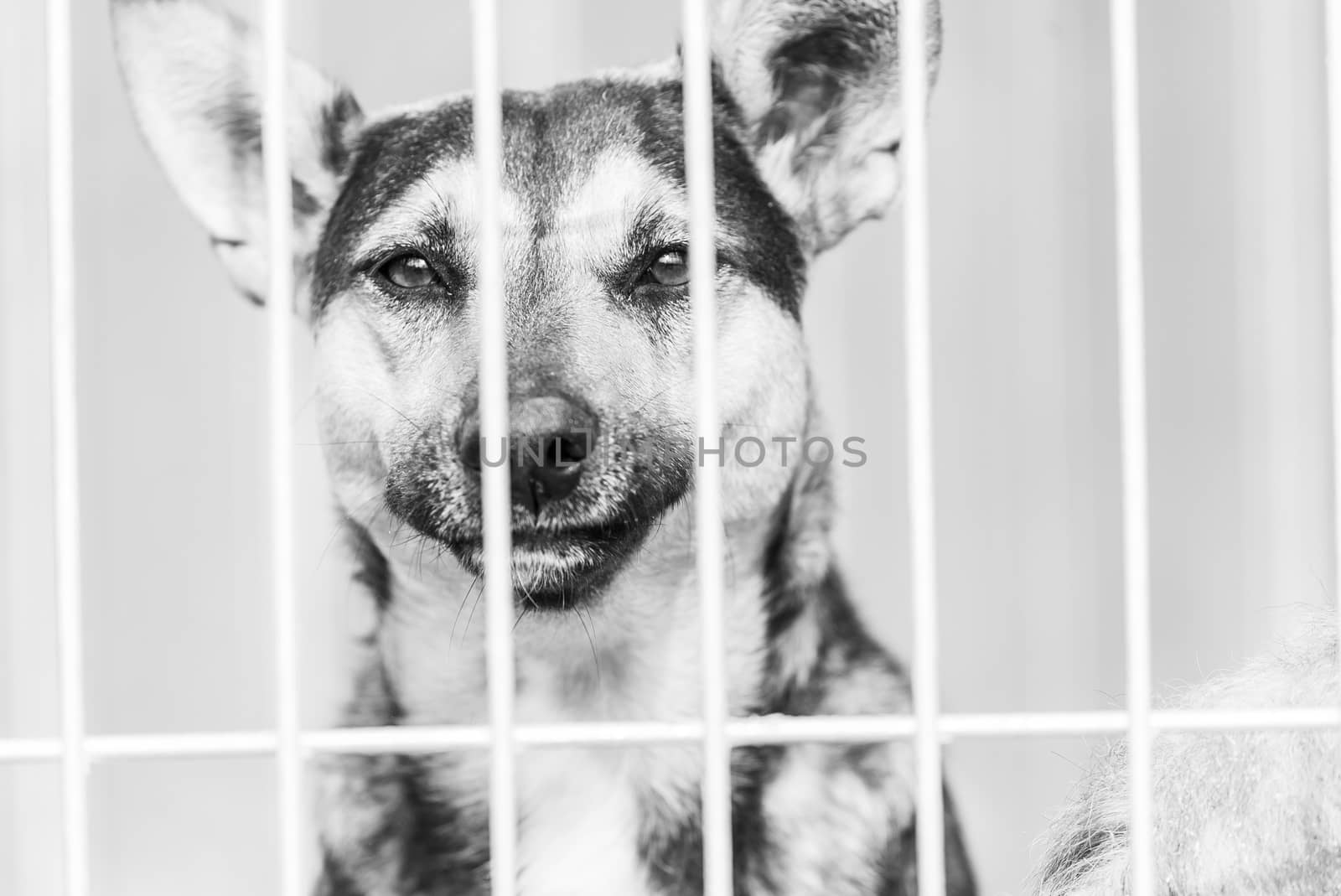 Black and white photo of homeless dog in a shelter for dogs.