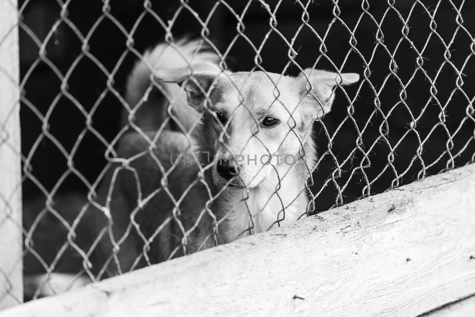 Black and white photo of homeless dog in a shelter for dogs.