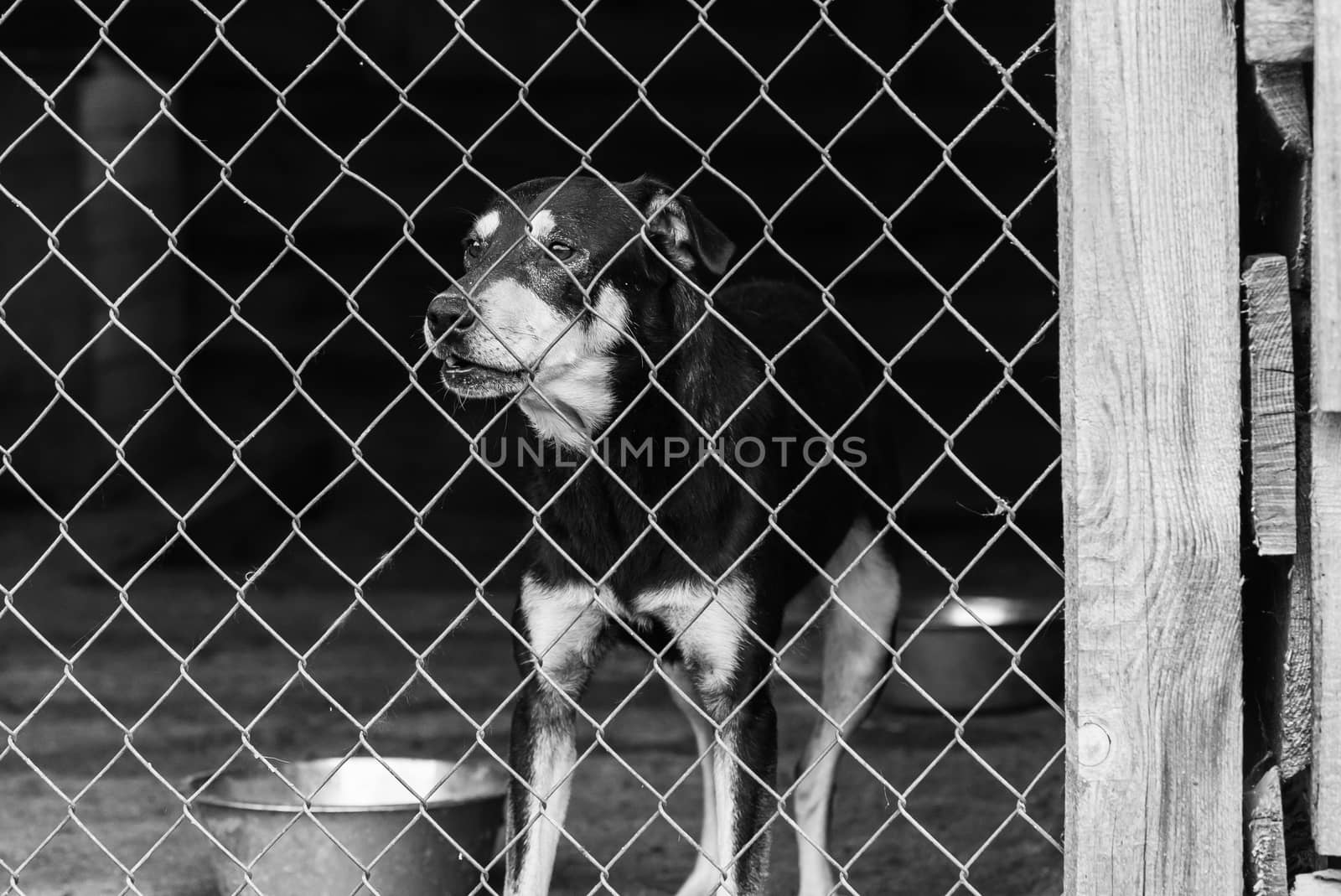 Black and white photo of homeless dog in a shelter for dogs.