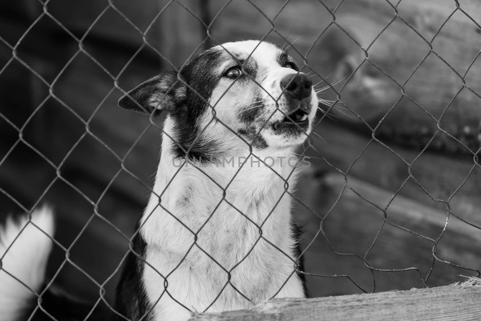 Black and white photo of homeless dog in a shelter for dogs.