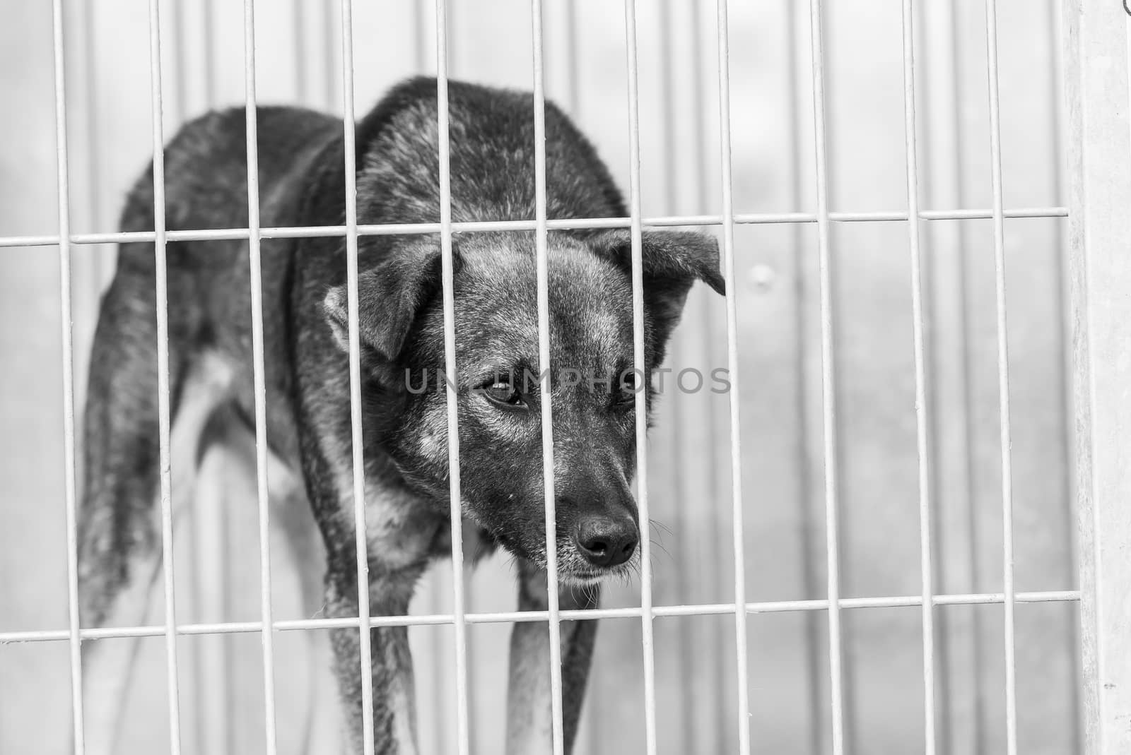 Black and white photo of homeless dog in a shelter for dogs.