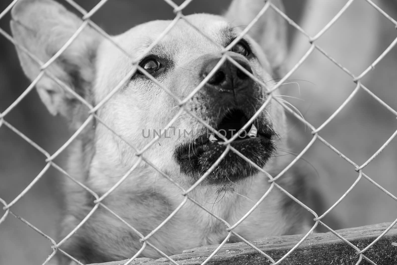 Black and white photo of homeless dog in a shelter for dogs.