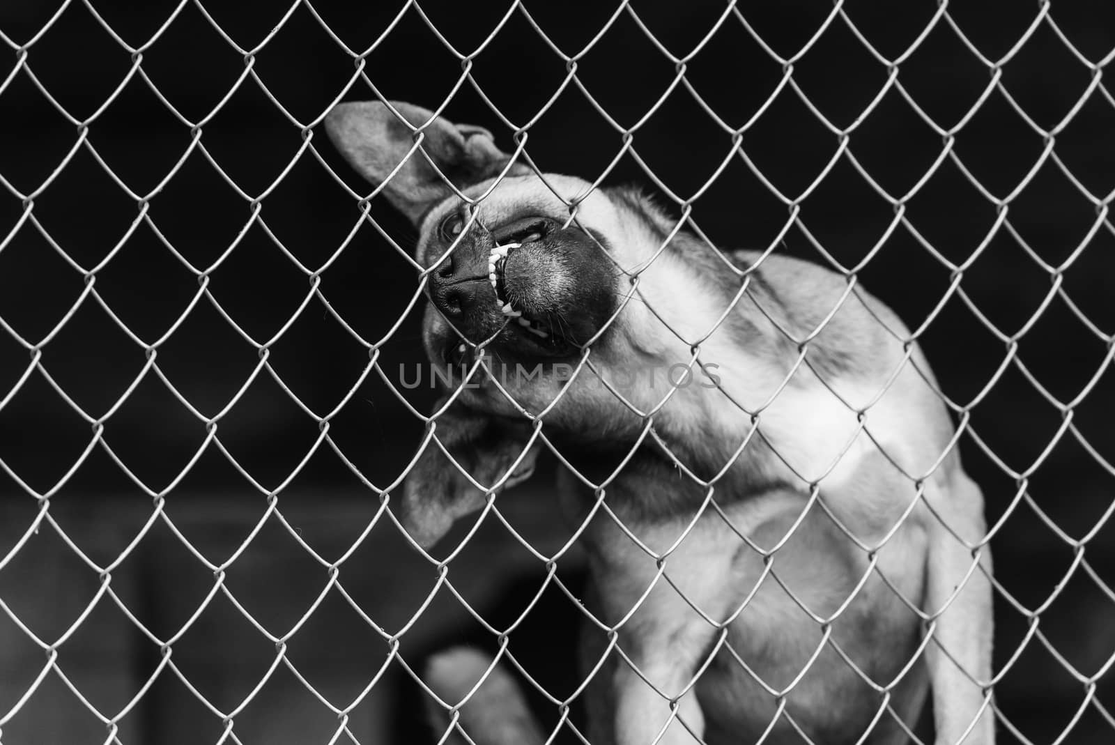 Black and white photo of homeless dog in a shelter for dogs.