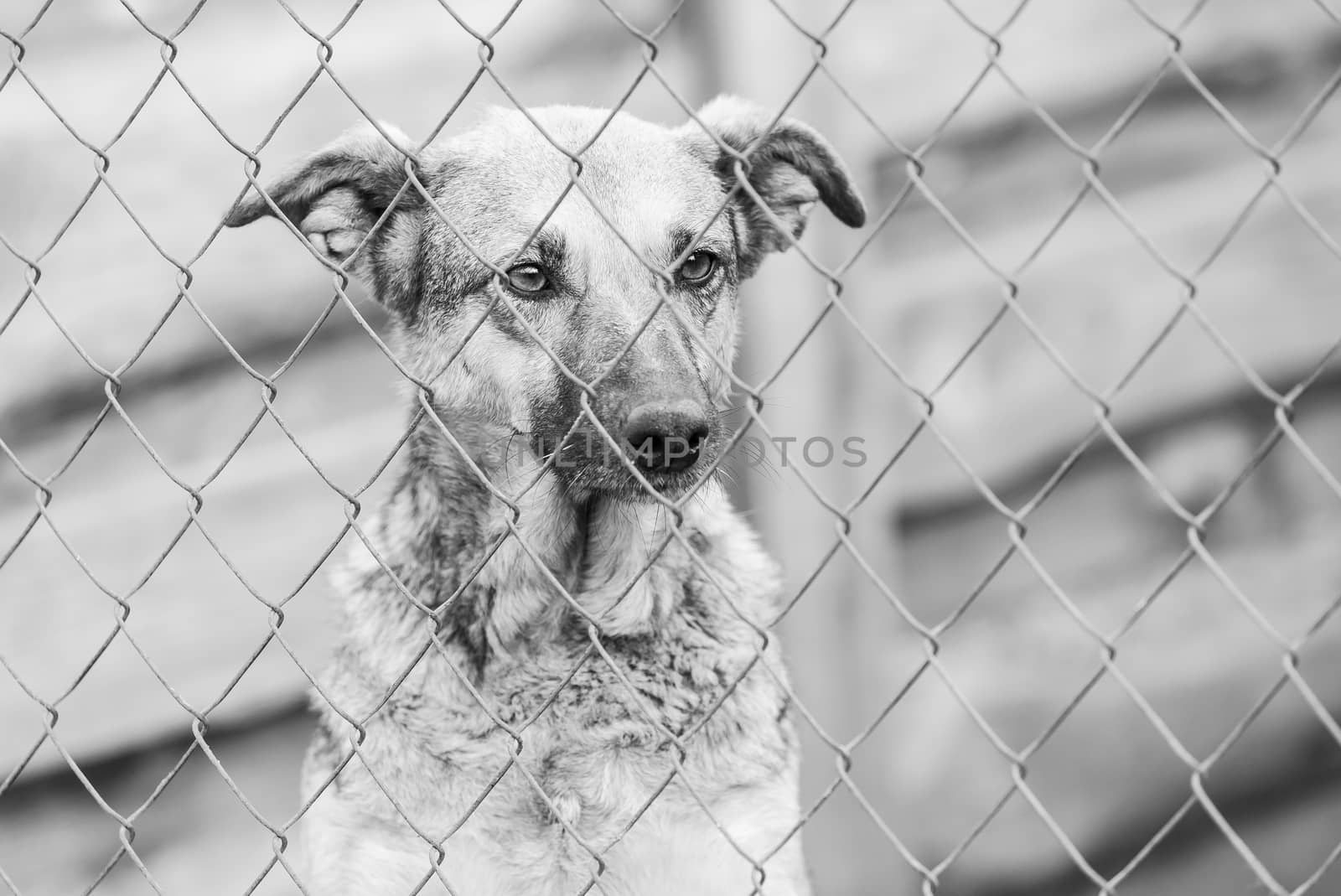 Black and white photo of homeless dog in a shelter for dogs.