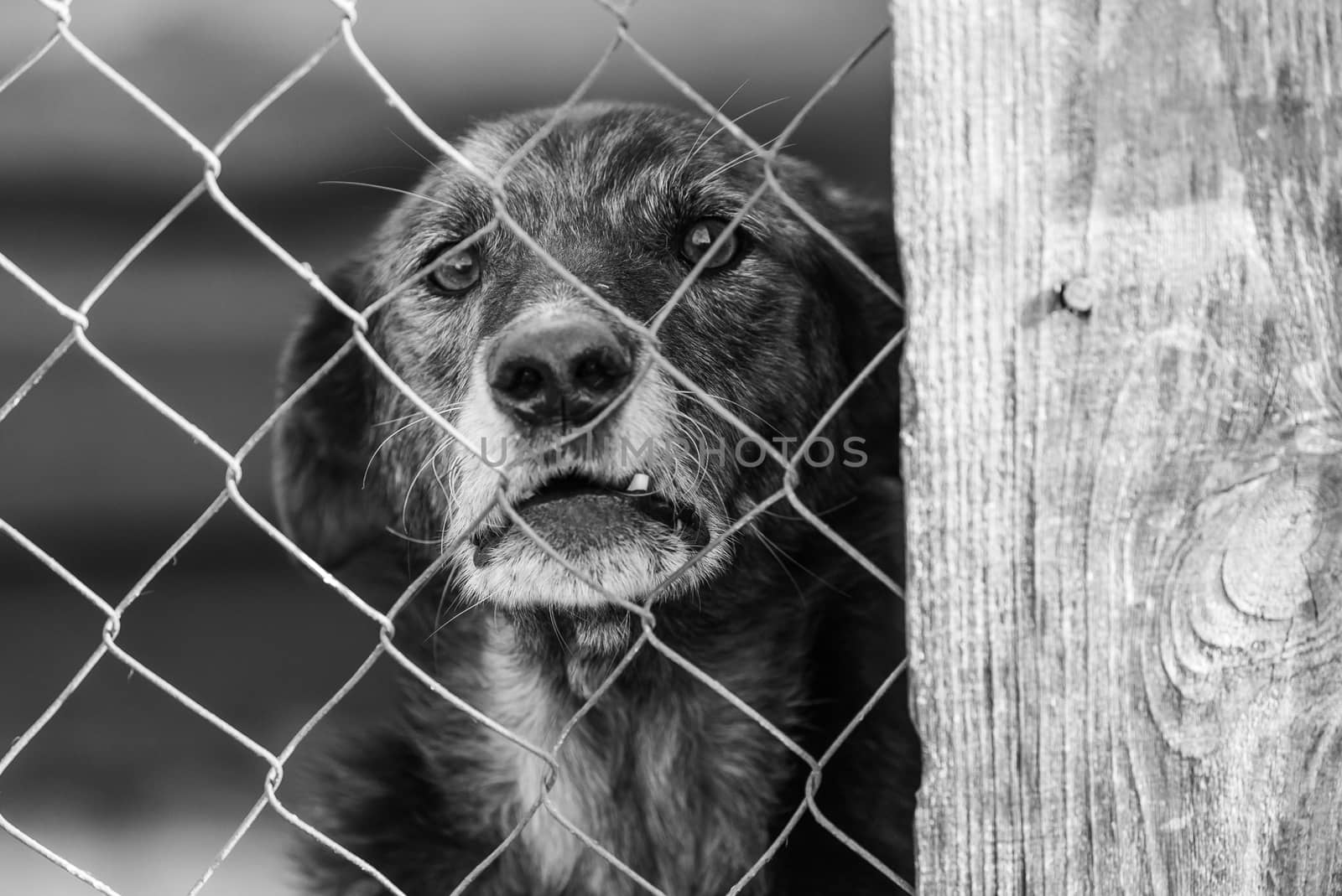 Black and white photo of homeless dog in a shelter for dogs.