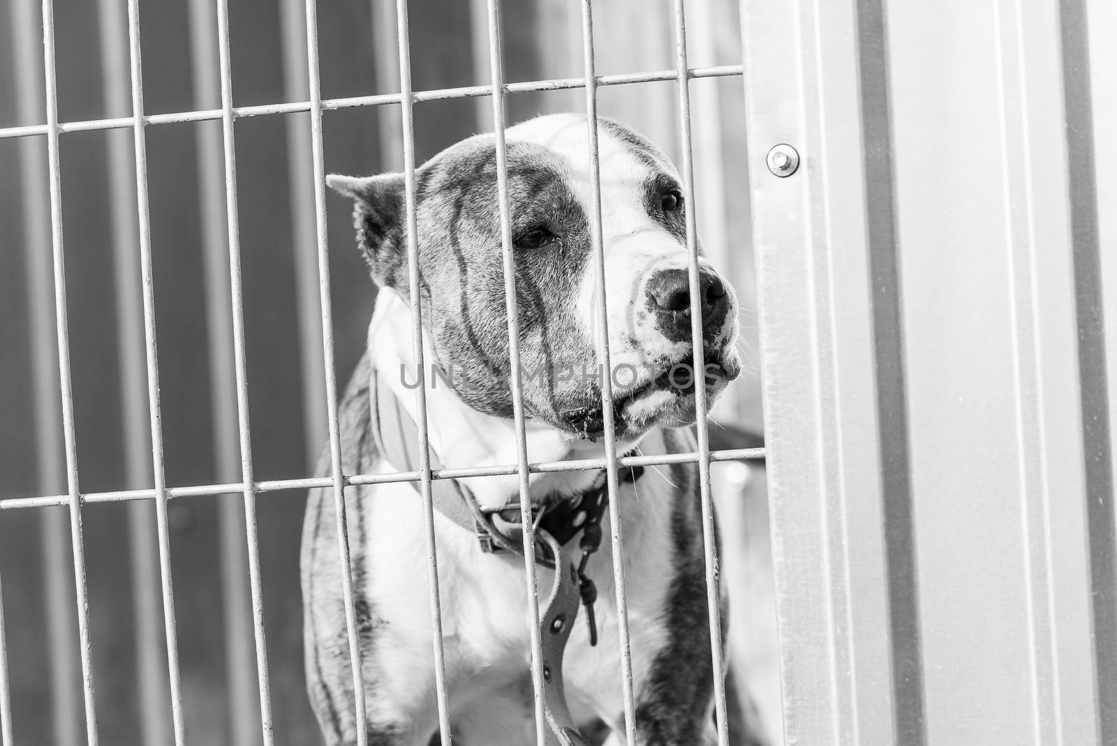 Black and white photo of homeless dog in a shelter for dogs.