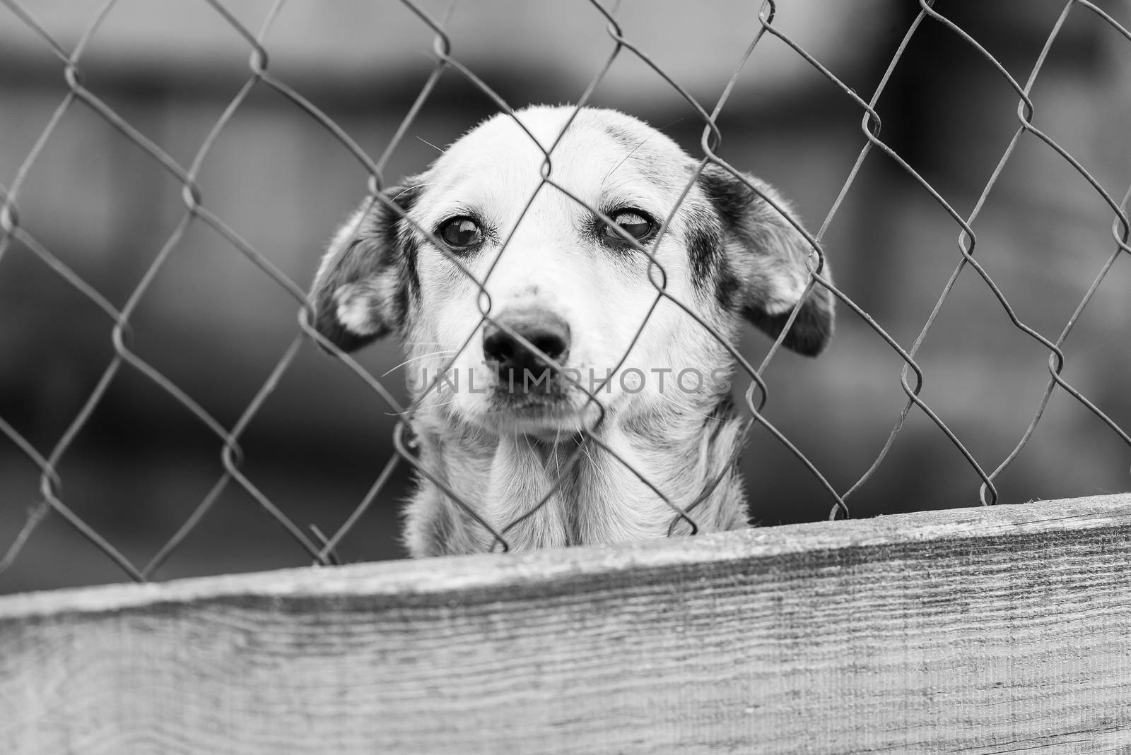 Black and white photo of homeless dog in a shelter for dogs.