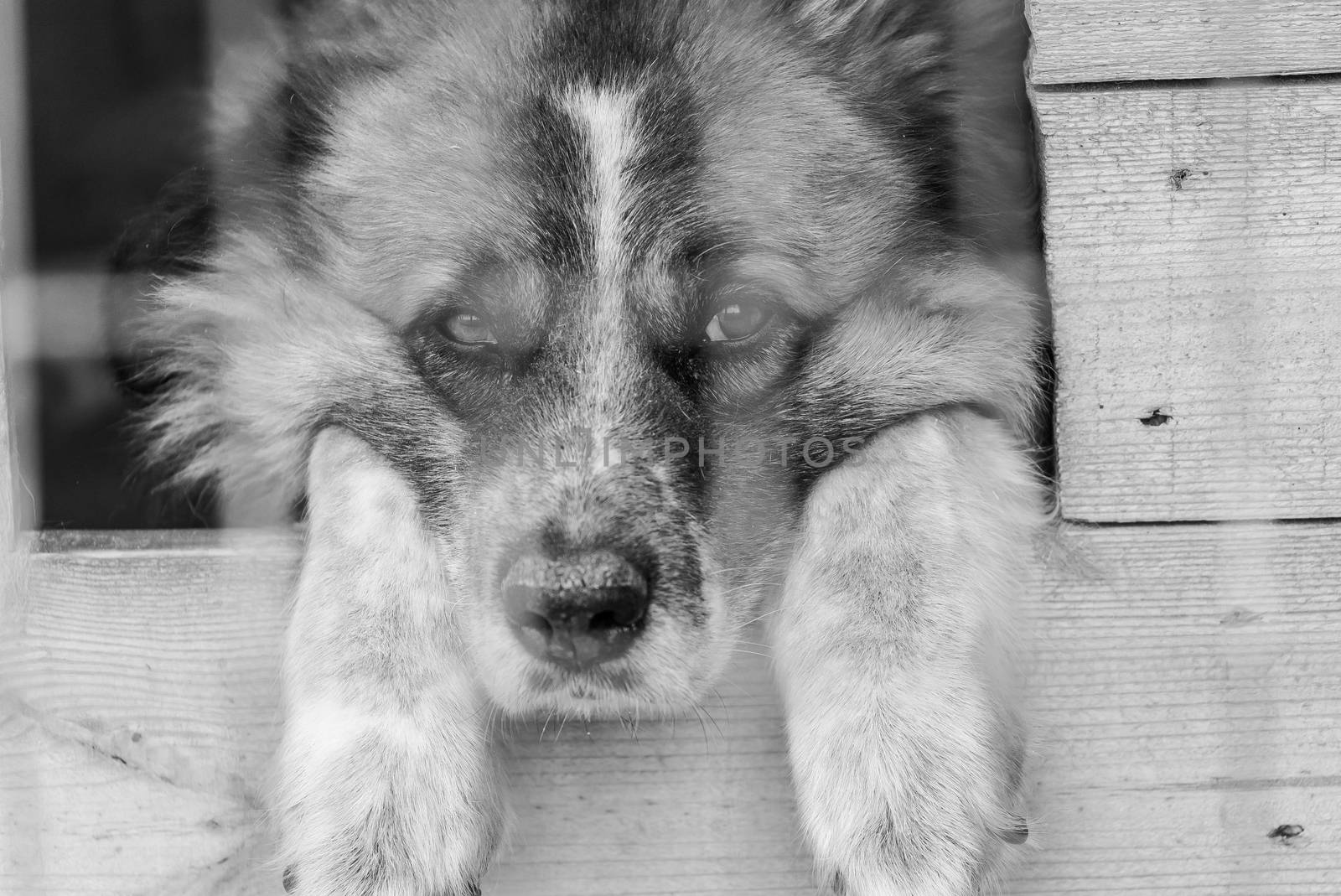 Black and white photo of homeless dog in a shelter for dogs.