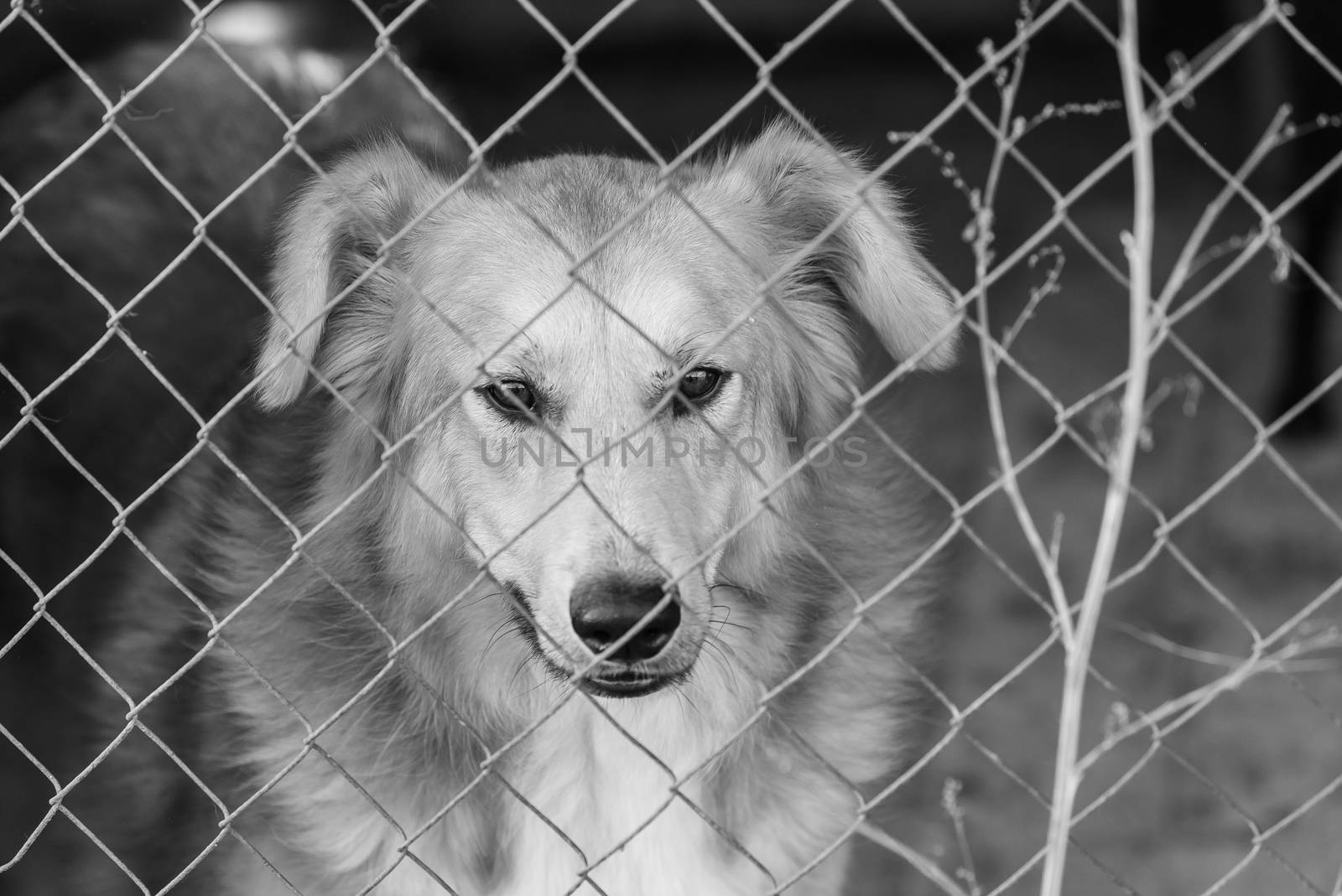 Black and white photo of homeless dog in a shelter for dogs.