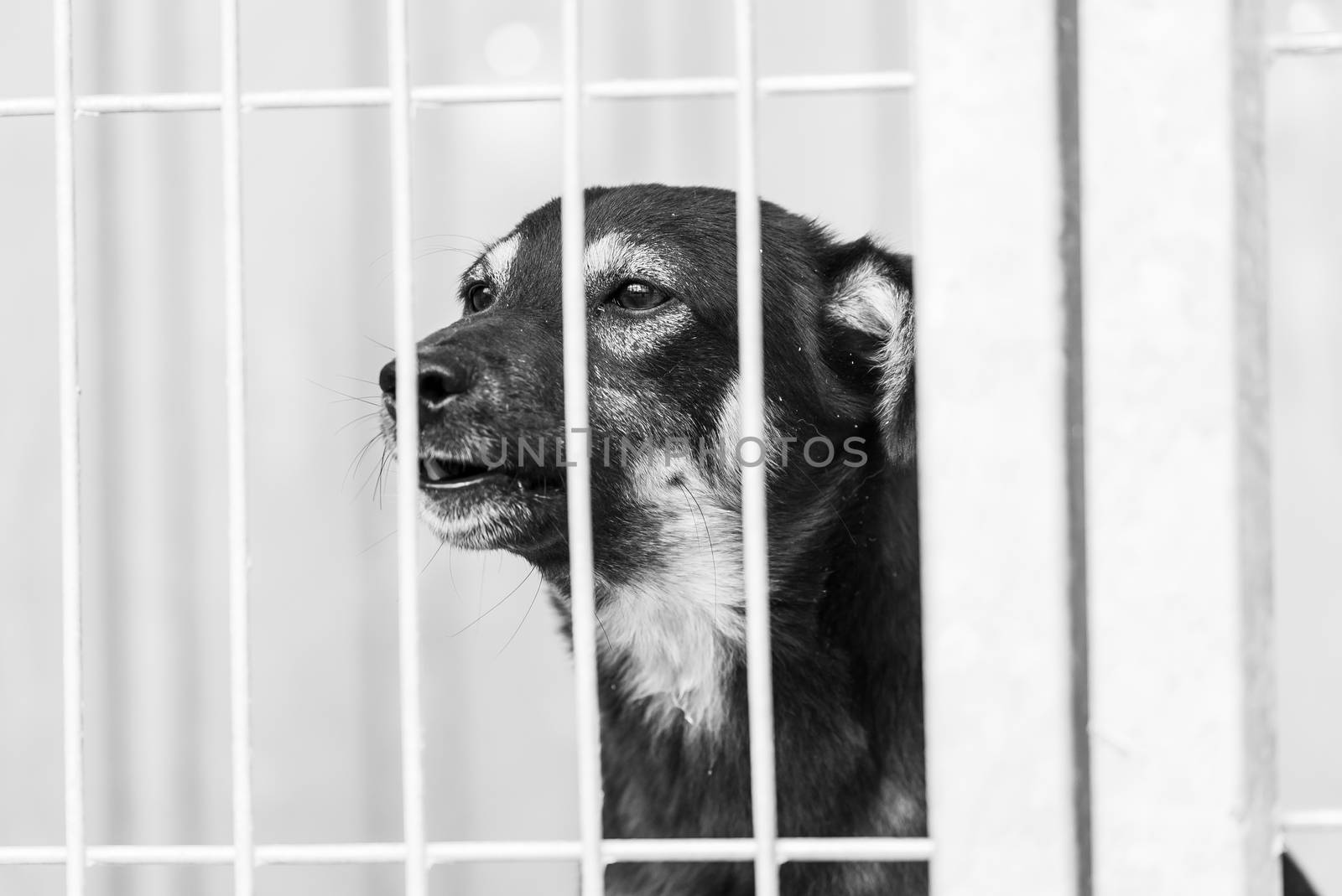 Black and white photo of homeless dog in a shelter for dogs.