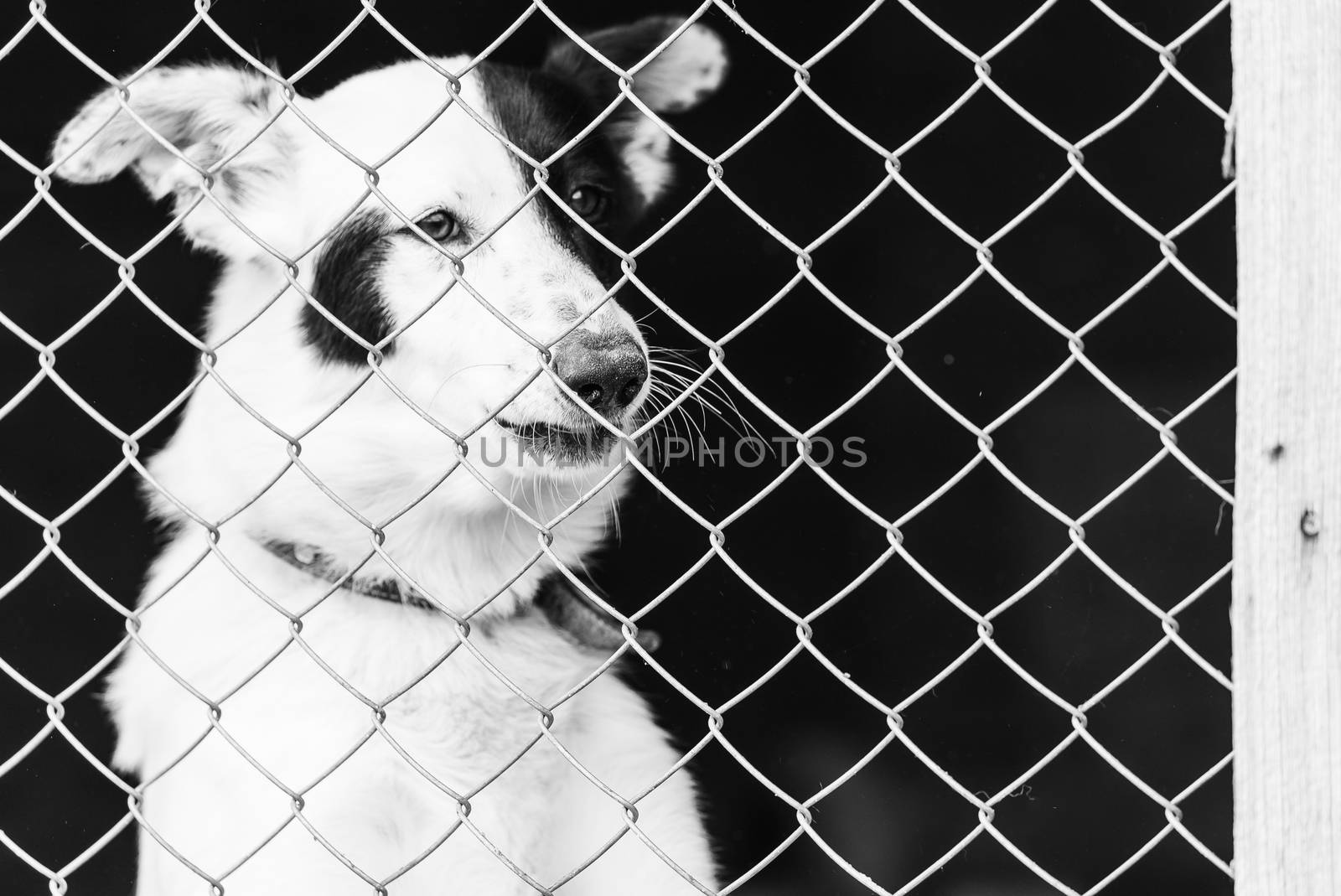 Black and white photo of homeless dog in a shelter for dogs.