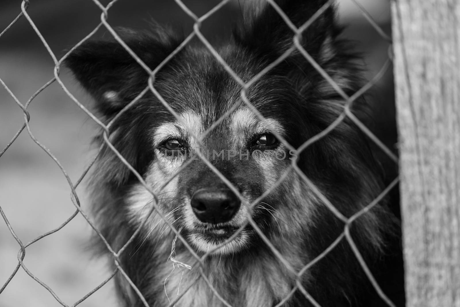 Black and white photo of homeless dog in a shelter for dogs.