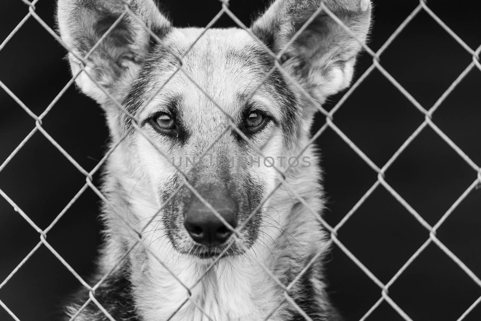 Black and white photo of homeless dog in a shelter for dogs.