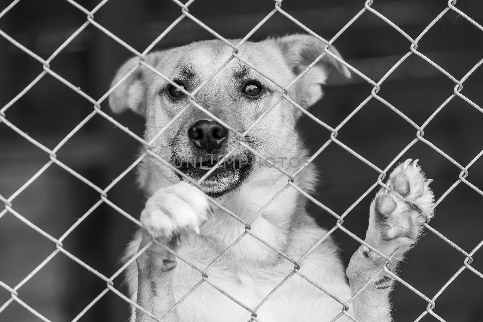 Black and white photo of homeless dog in a shelter for dogs.