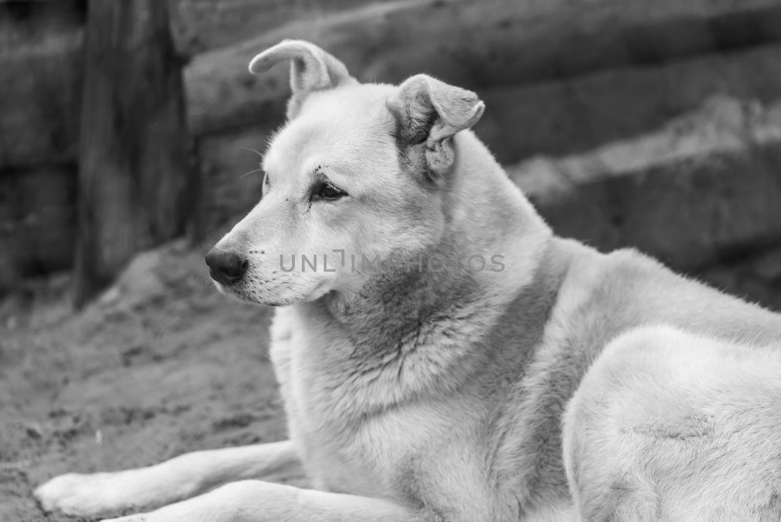 Black and white photo of homeless dog in a shelter for dogs.