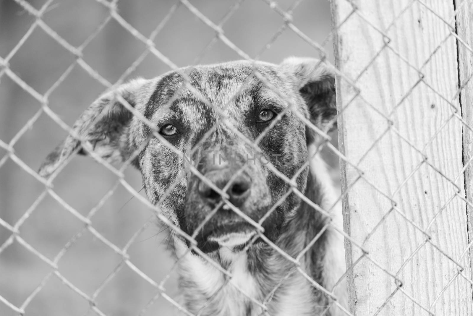 Black and white photo of homeless dog in a shelter for dogs.