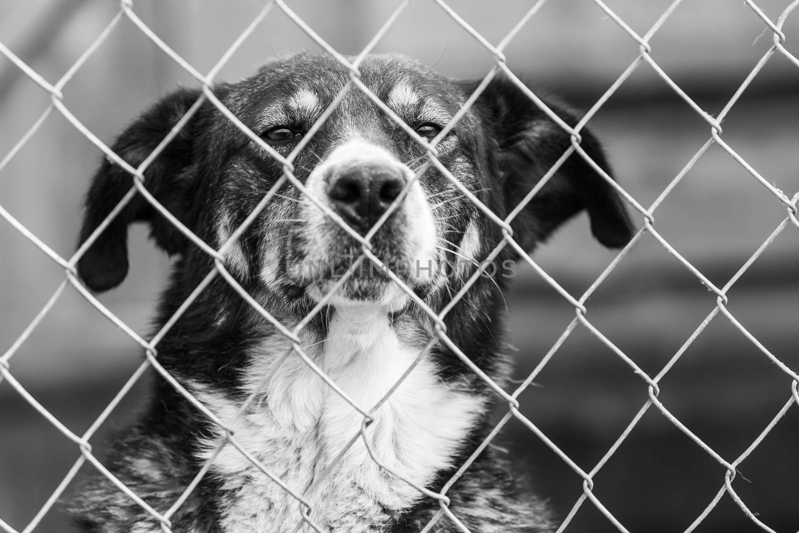 Black and white photo of homeless dog in a shelter for dogs.