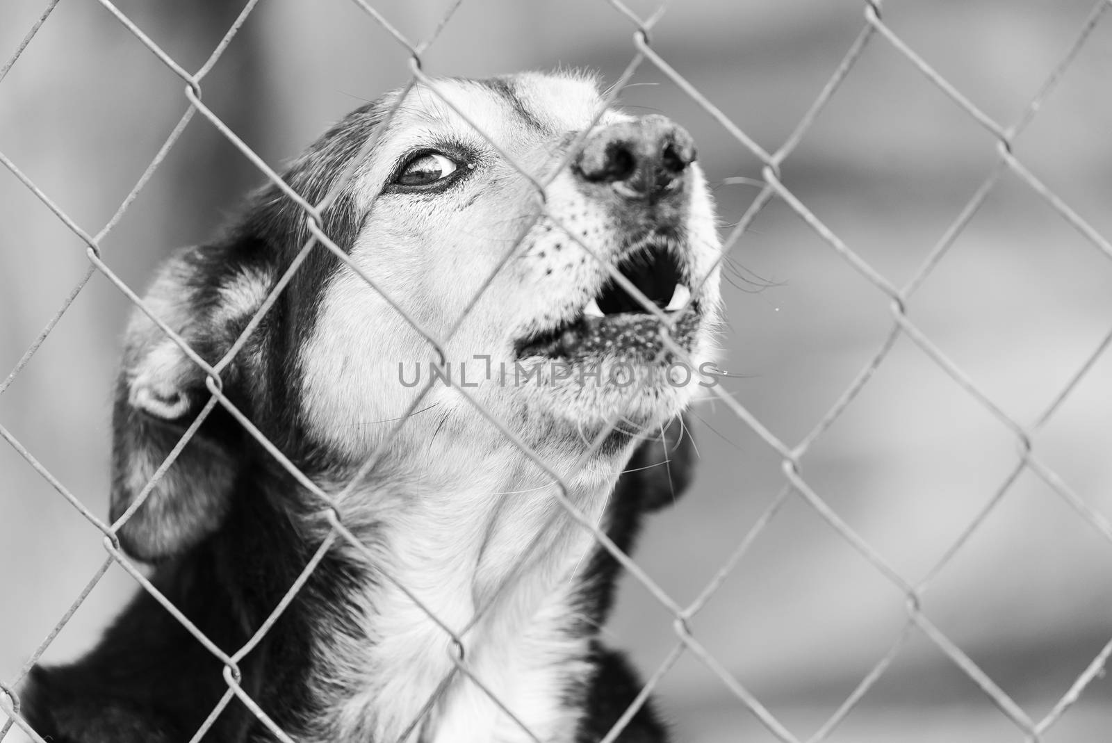 Black and white photo of homeless dog in a shelter for dogs.