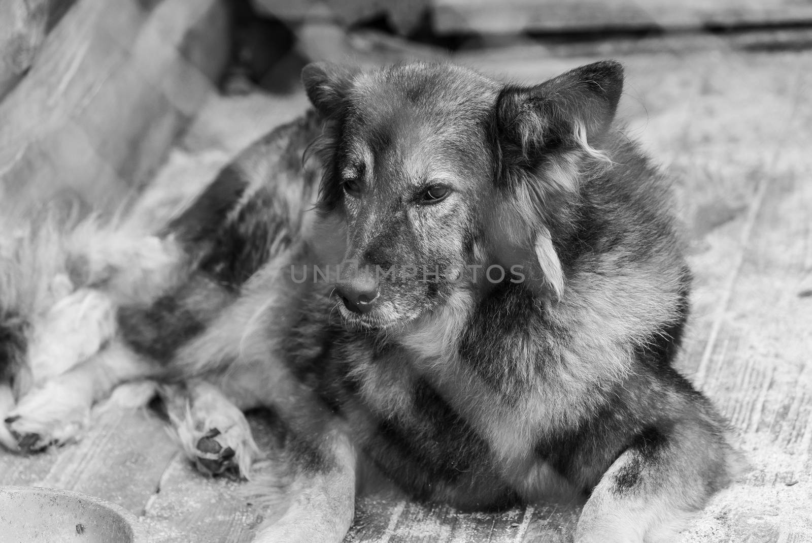 Black and white photo of homeless dog in a shelter for dogs.