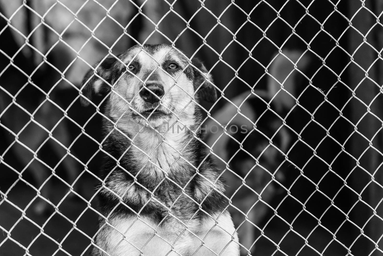 Black and white photo of homeless dog in a shelter for dogs.