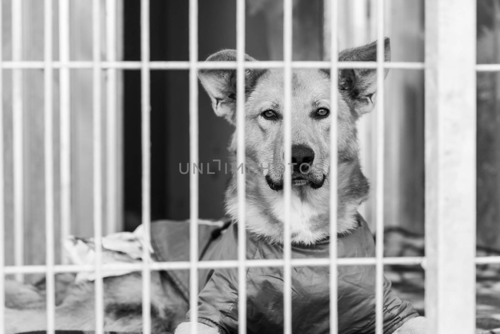 Black and white photo of homeless dog in a shelter for dogs.