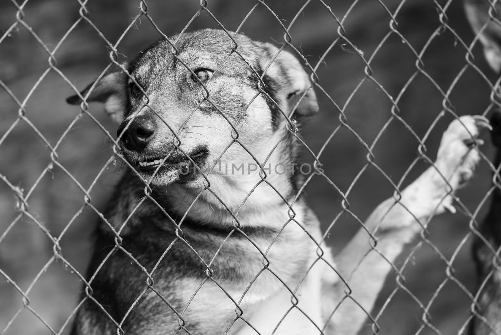 Black and white photo of homeless dog in a shelter for dogs.