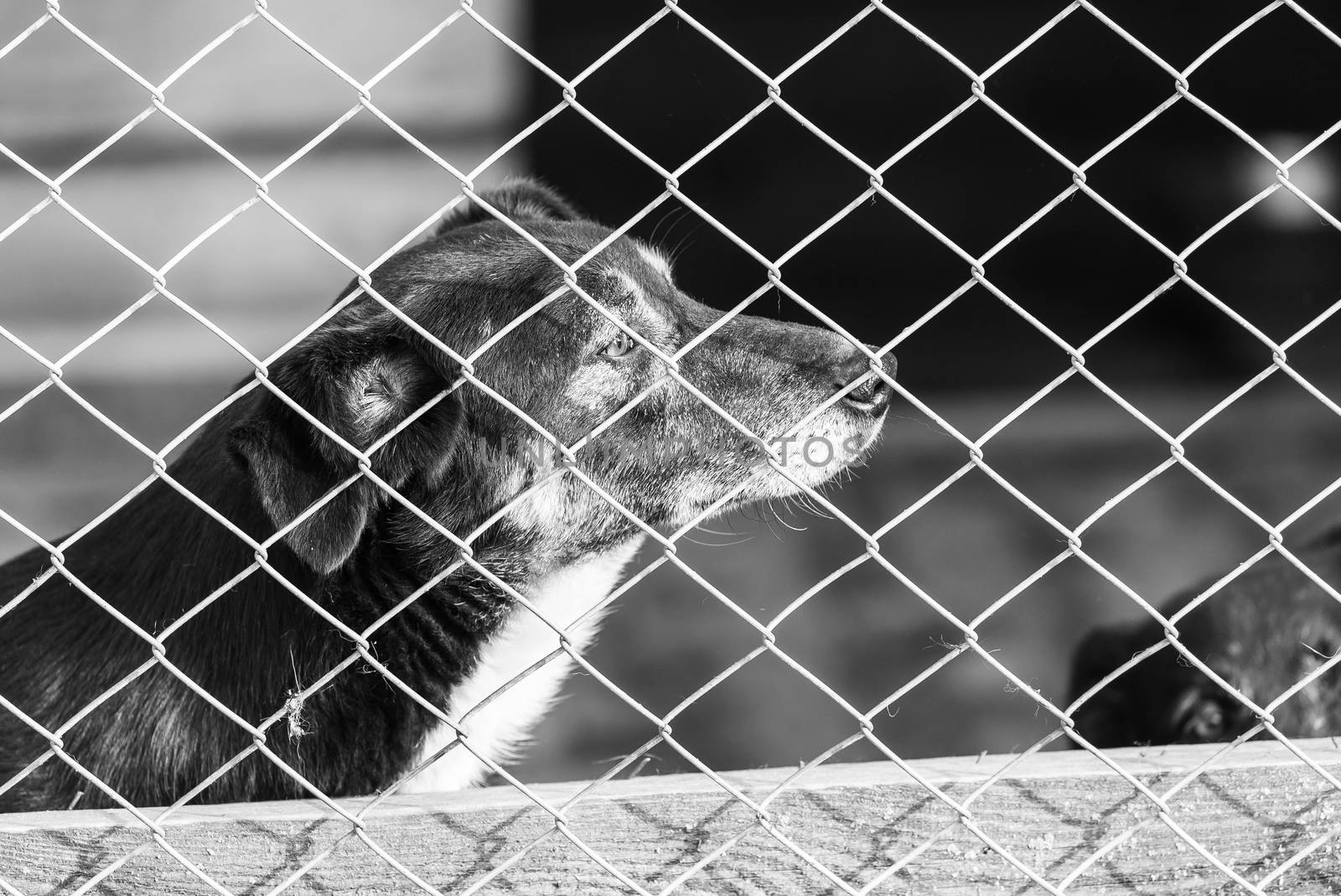 Black and white photo of homeless dog in a shelter for dogs.