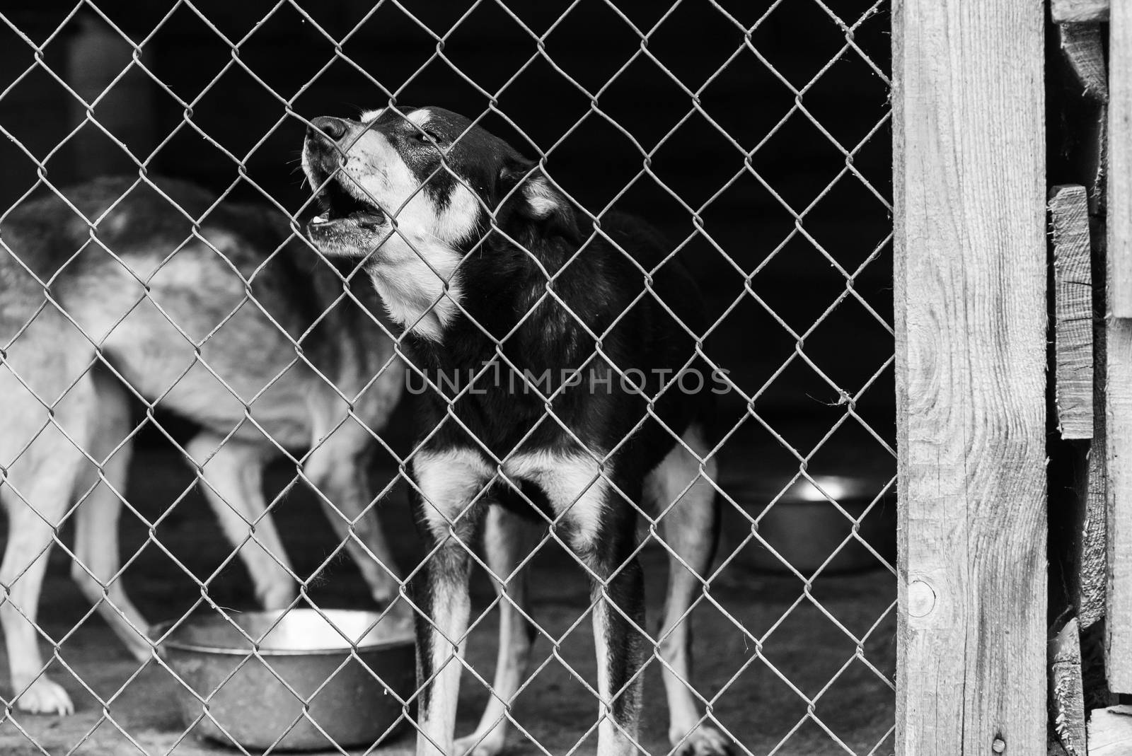 Black and white photo of homeless dog in a shelter for dogs.