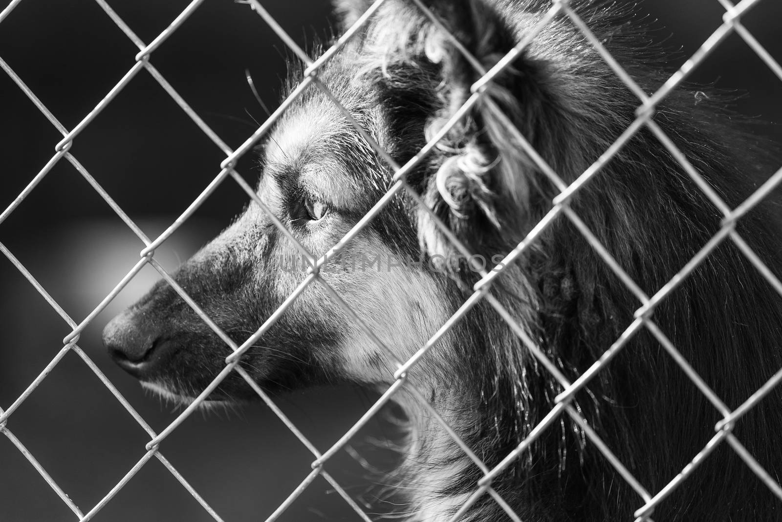 Black and white photo of homeless dog in a shelter for dogs.