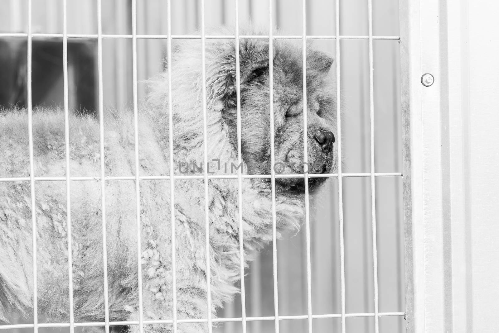 Black and white photo of homeless dog in a shelter for dogs.