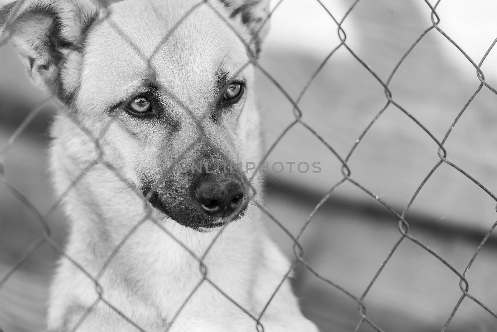 Black and white photo of homeless dog in a shelter for dogs.