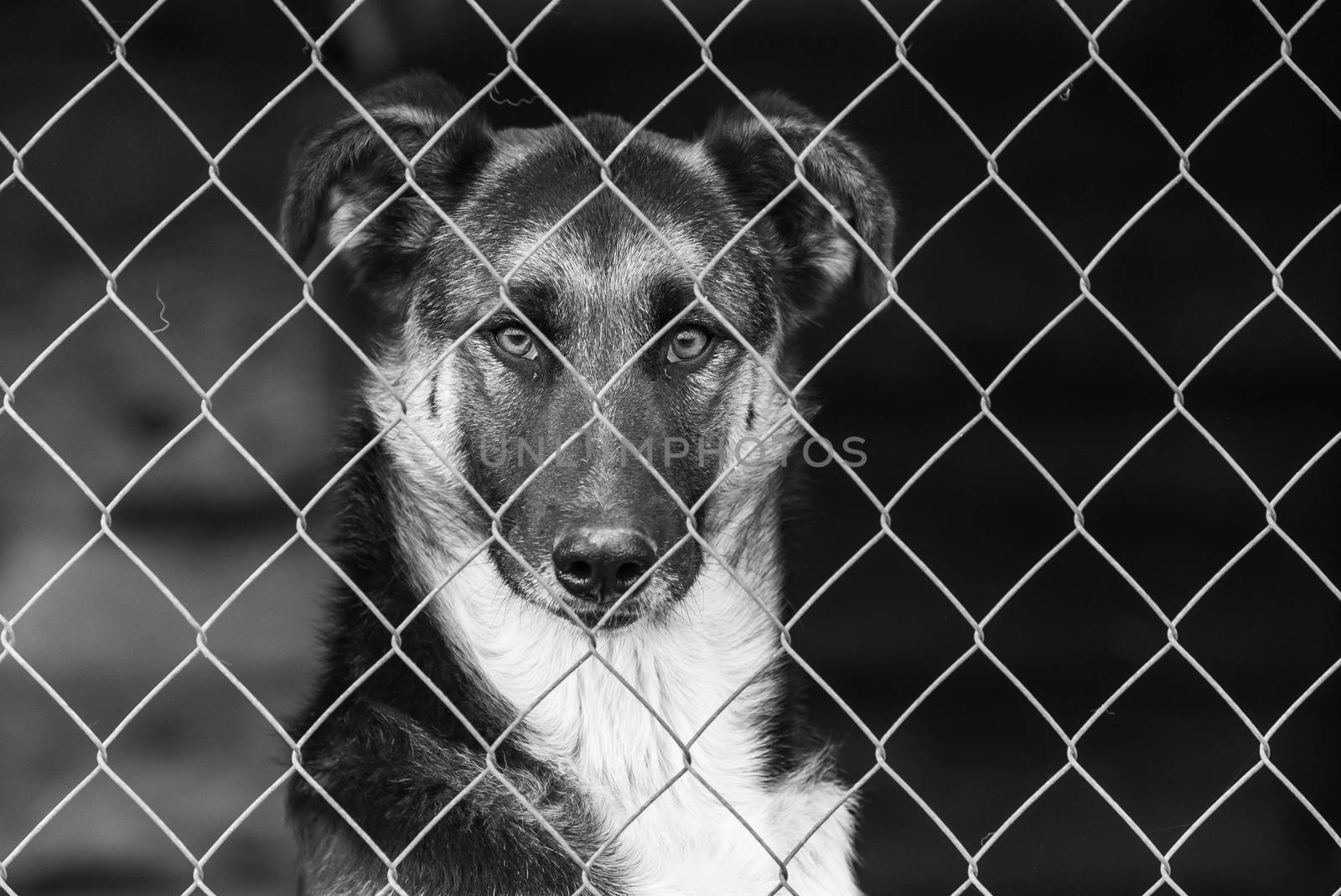 Black and white photo of homeless dog in a shelter for dogs.