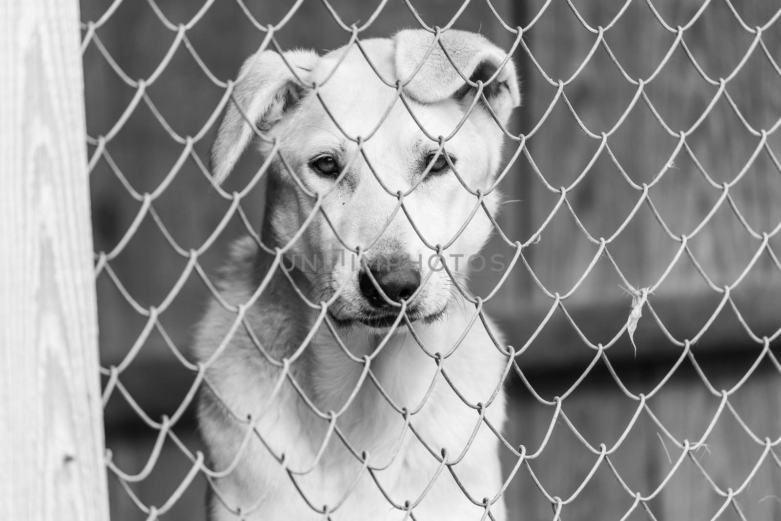 Black and white photo of homeless dog in a shelter for dogs.