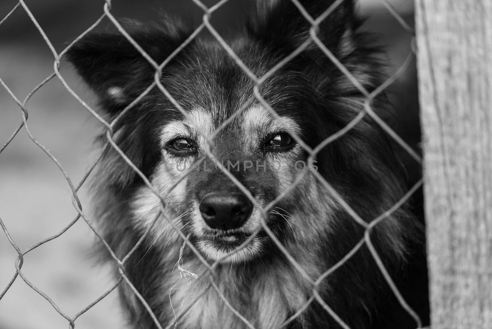 Black and white photo of homeless dog in a shelter for dogs.