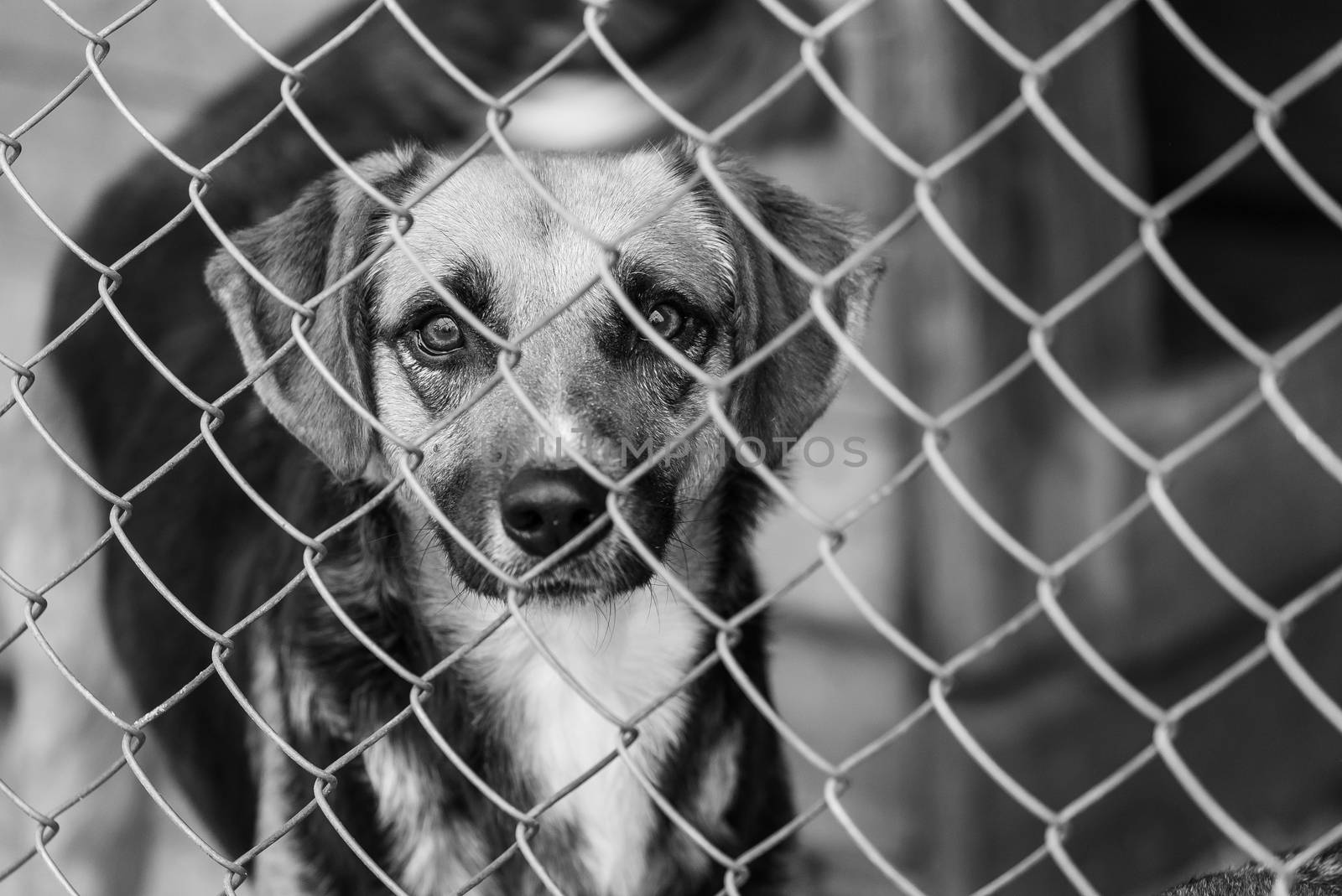 Black and white photo of homeless dog in a shelter for dogs.