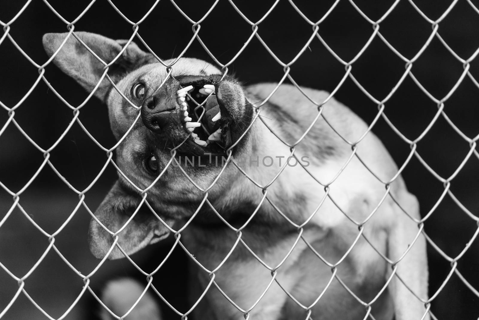 Black and white photo of homeless dog in a shelter for dogs.