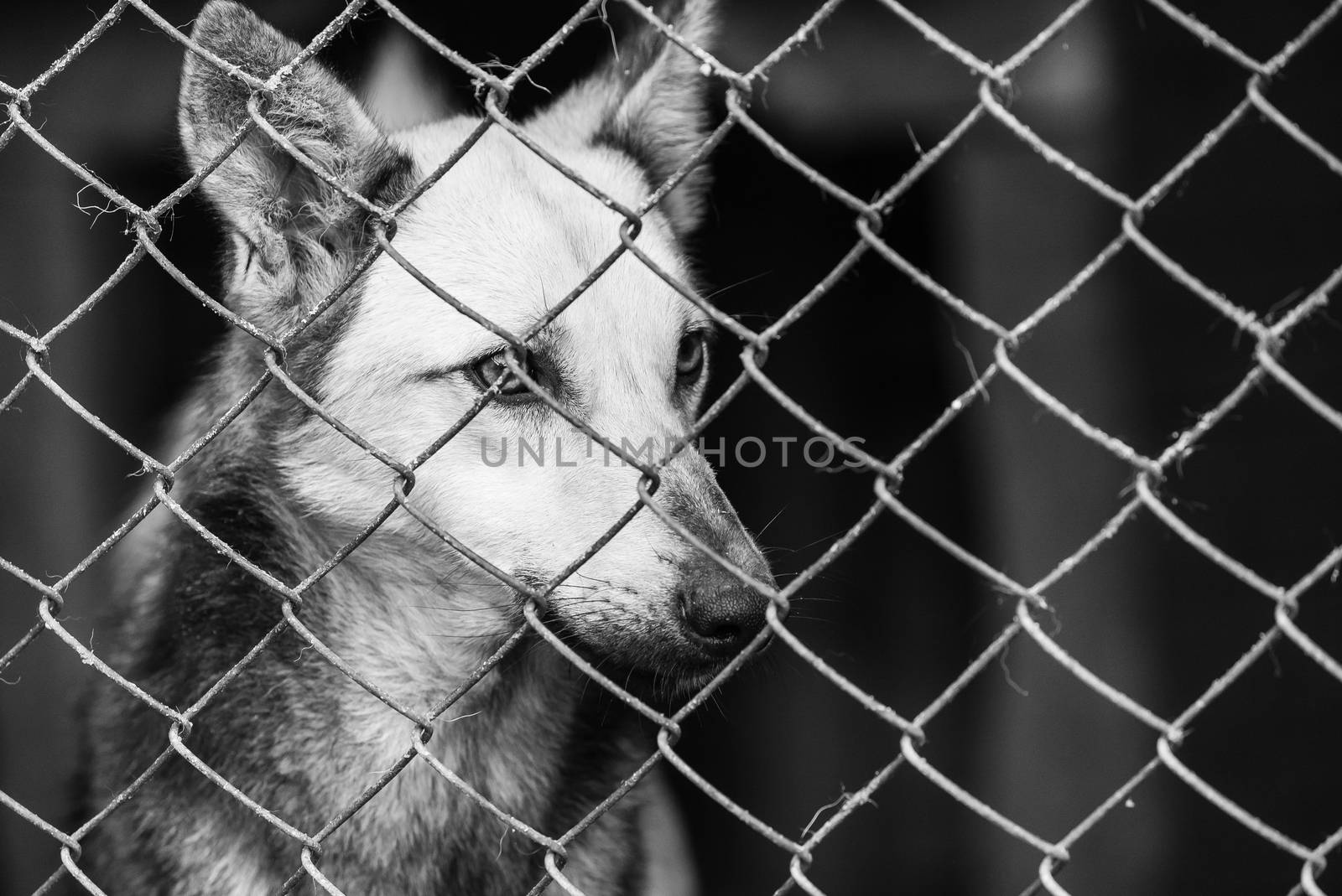 Black and white photo of homeless dog in a shelter for dogs.