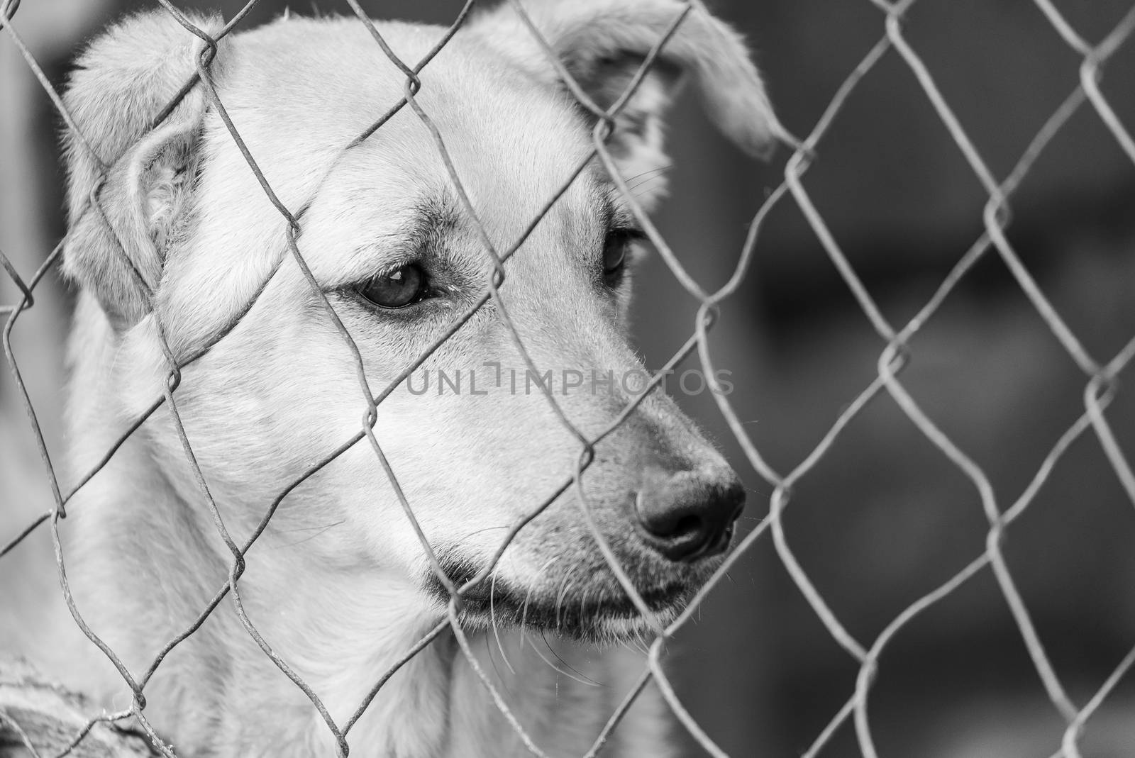 Black and white photo of homeless dog in a shelter for dogs.