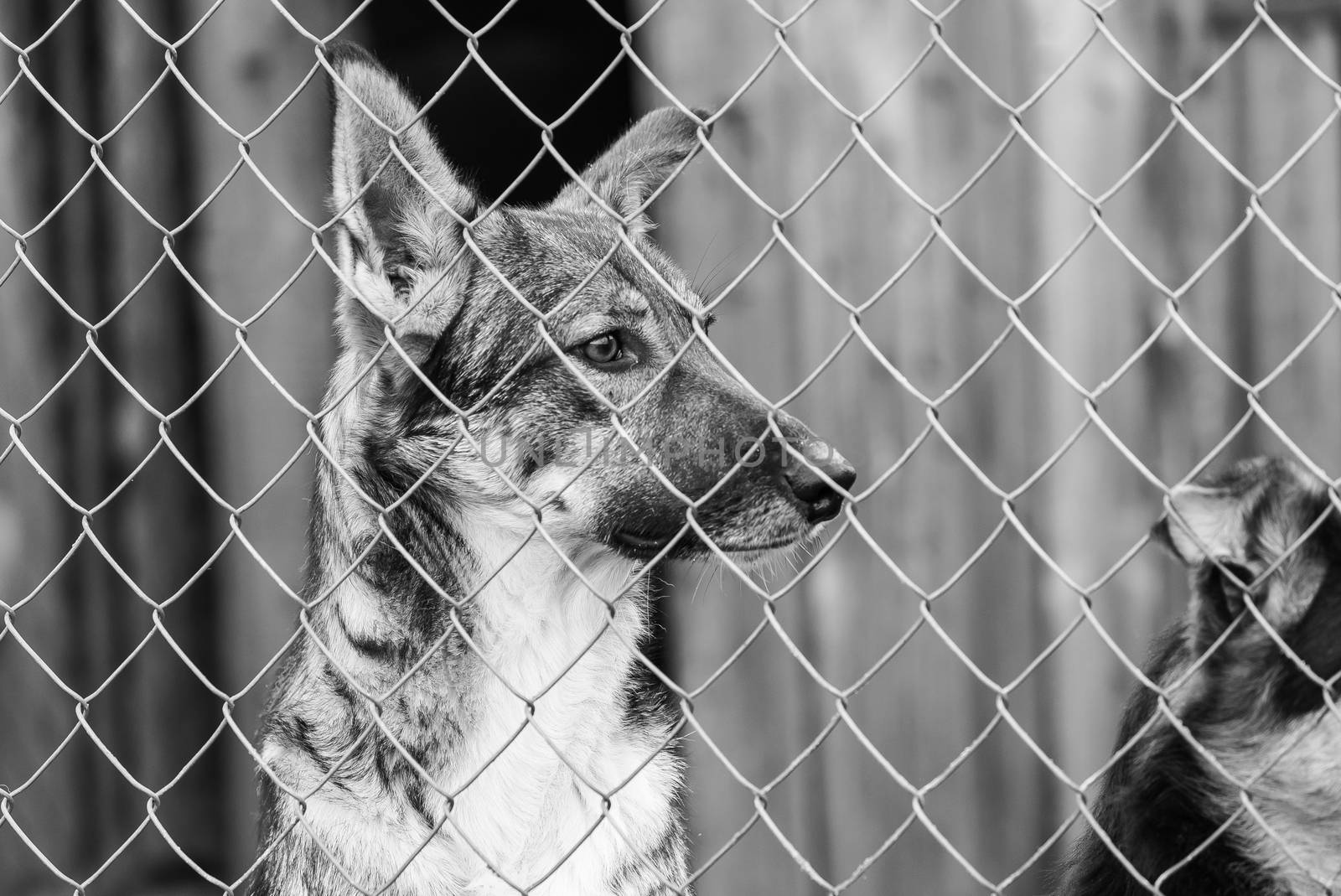 Black and white photo of homeless dog in a shelter for dogs.