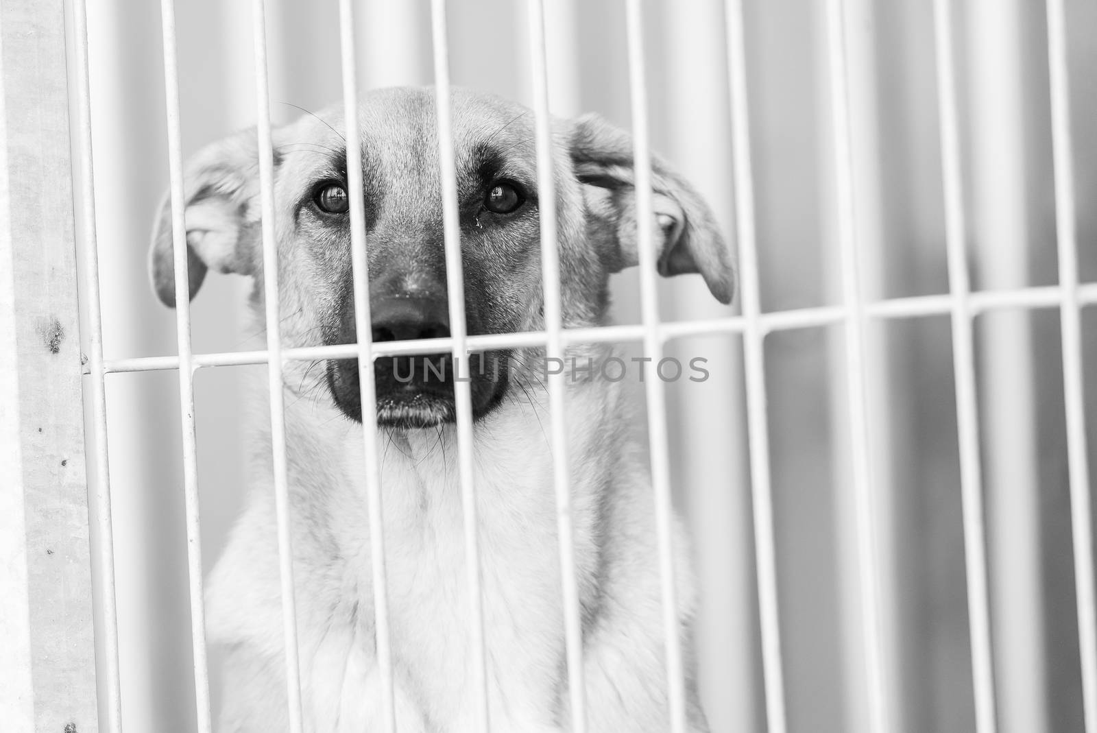 Black and white photo of homeless dog in a shelter for dogs.