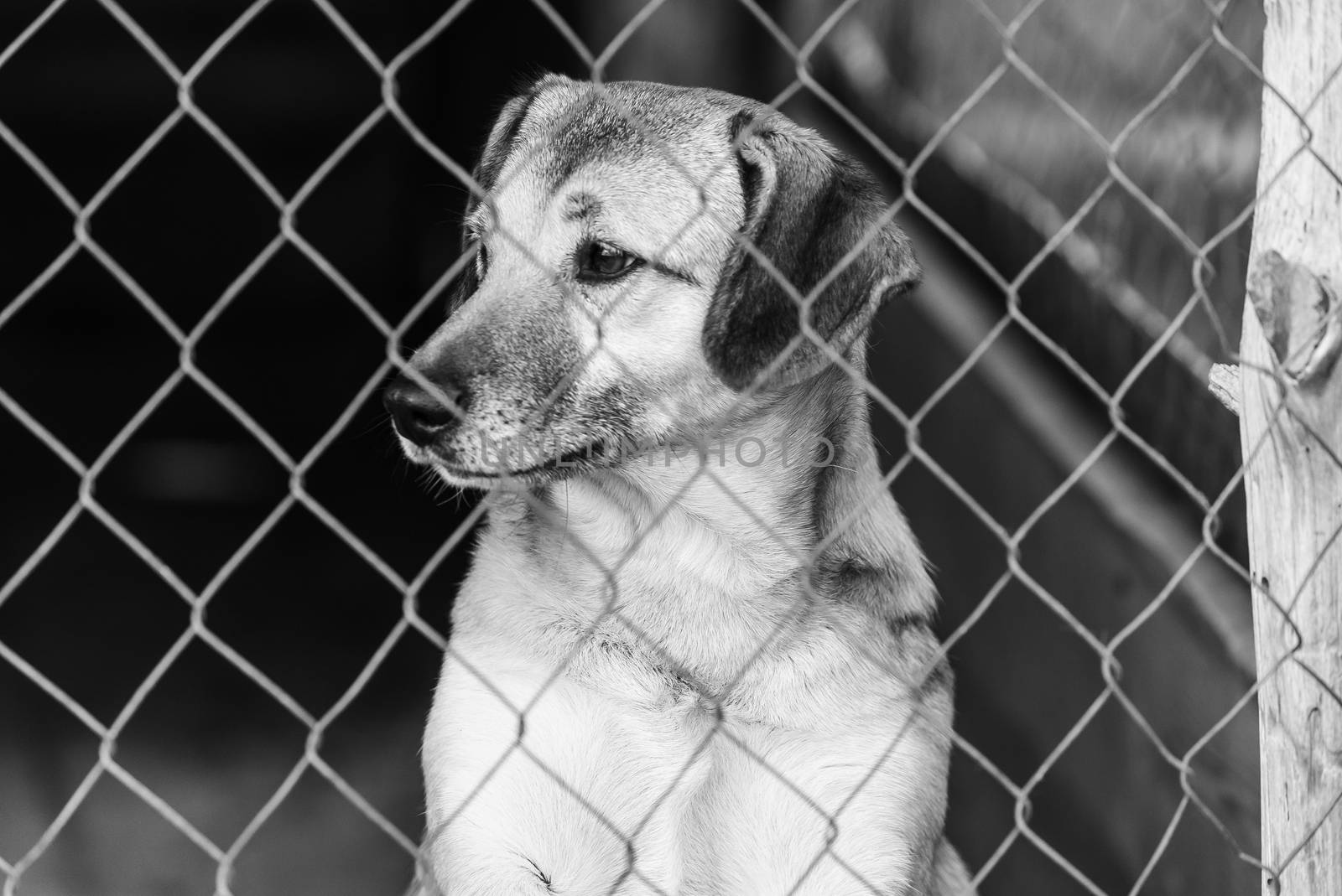 Black and white photo of homeless dog in a shelter for dogs.