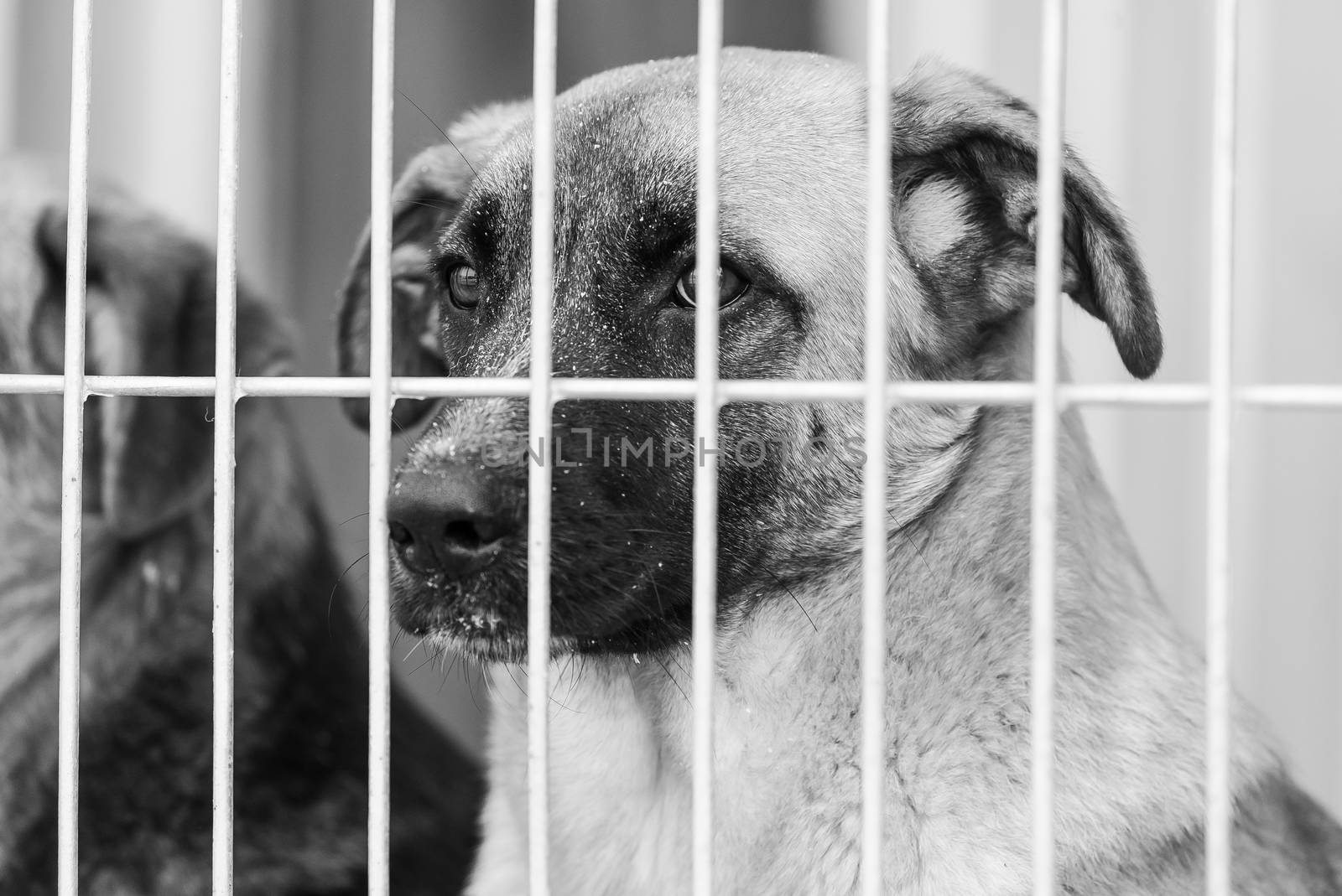 Black and white photo of homeless dog in a shelter for dogs.